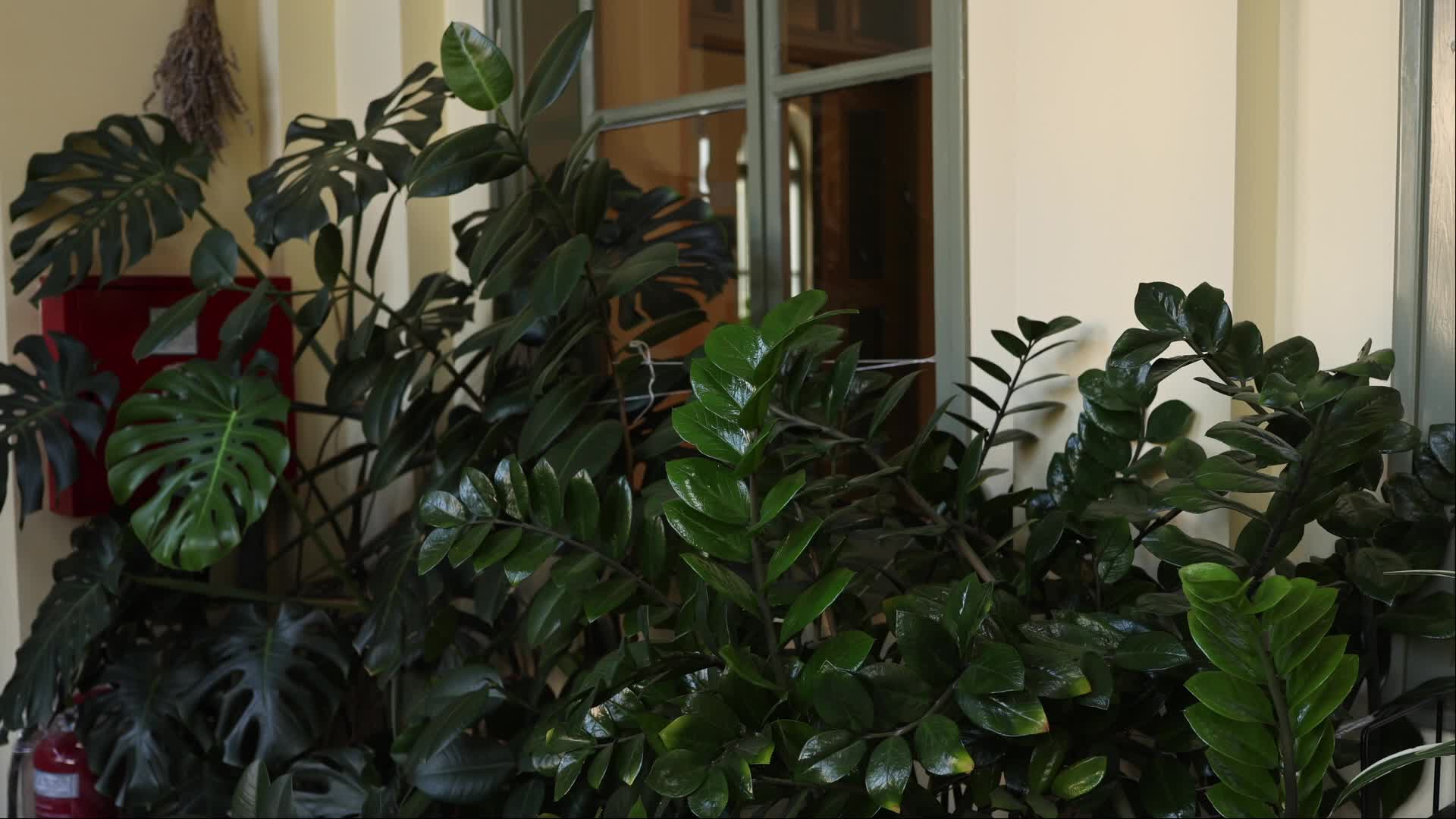 Plants Indoors