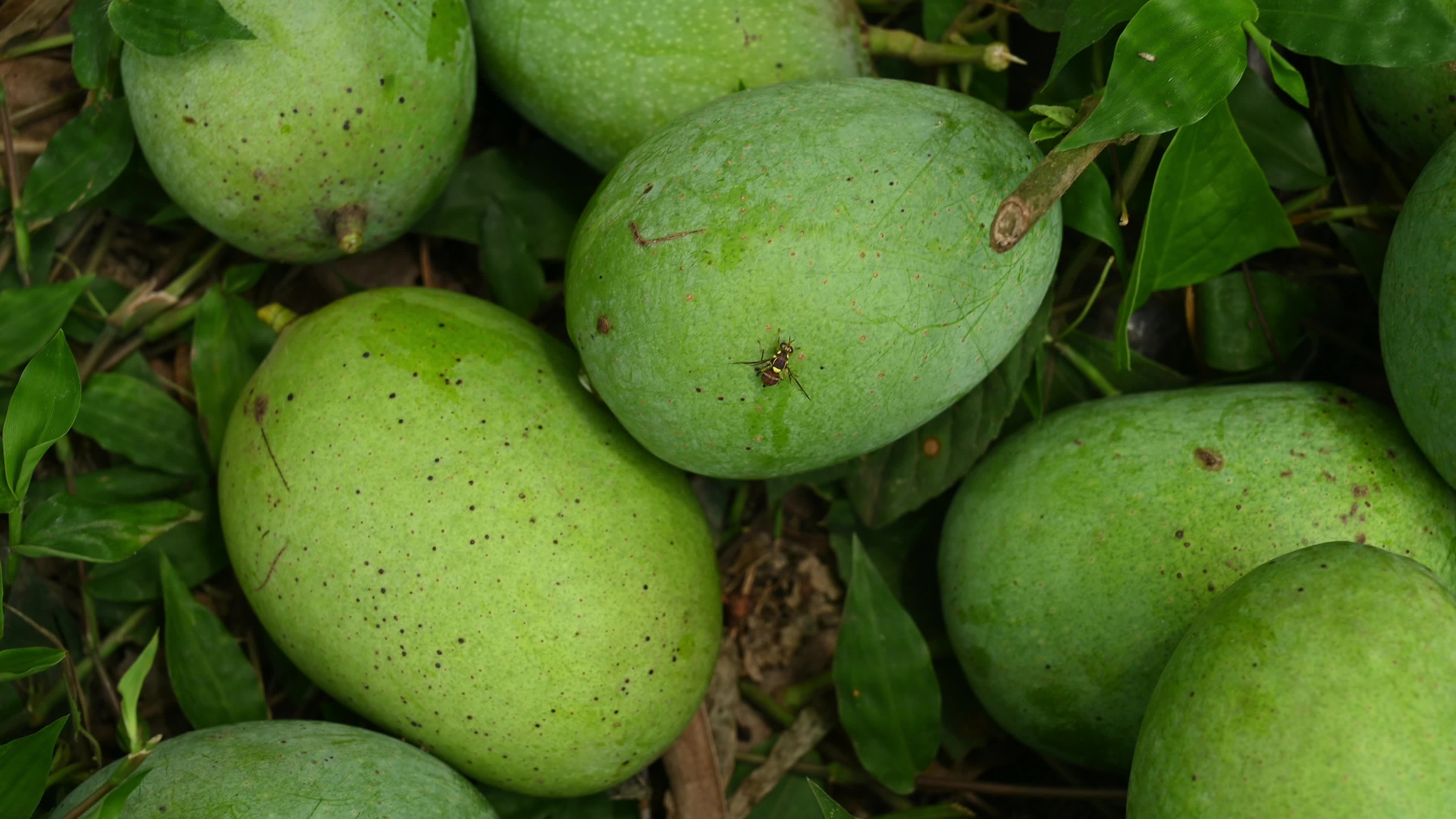 Bactrocera Dorsalis - Oriental Fruit Fly - World's Most Destructive Agricultural Pest