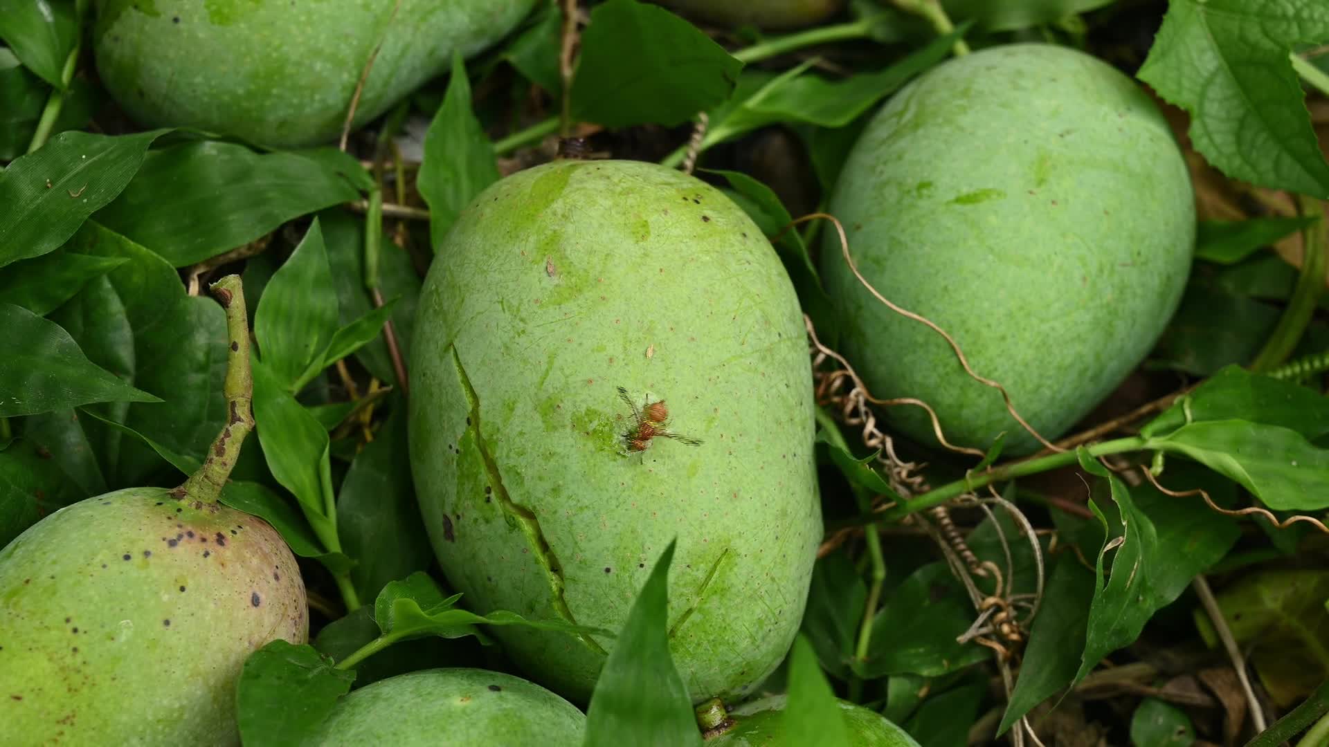 Bactrocera Dorsalis - Oriental Fruit Fly - World's Most Destructive Agricultural Pest - 05/26/2026