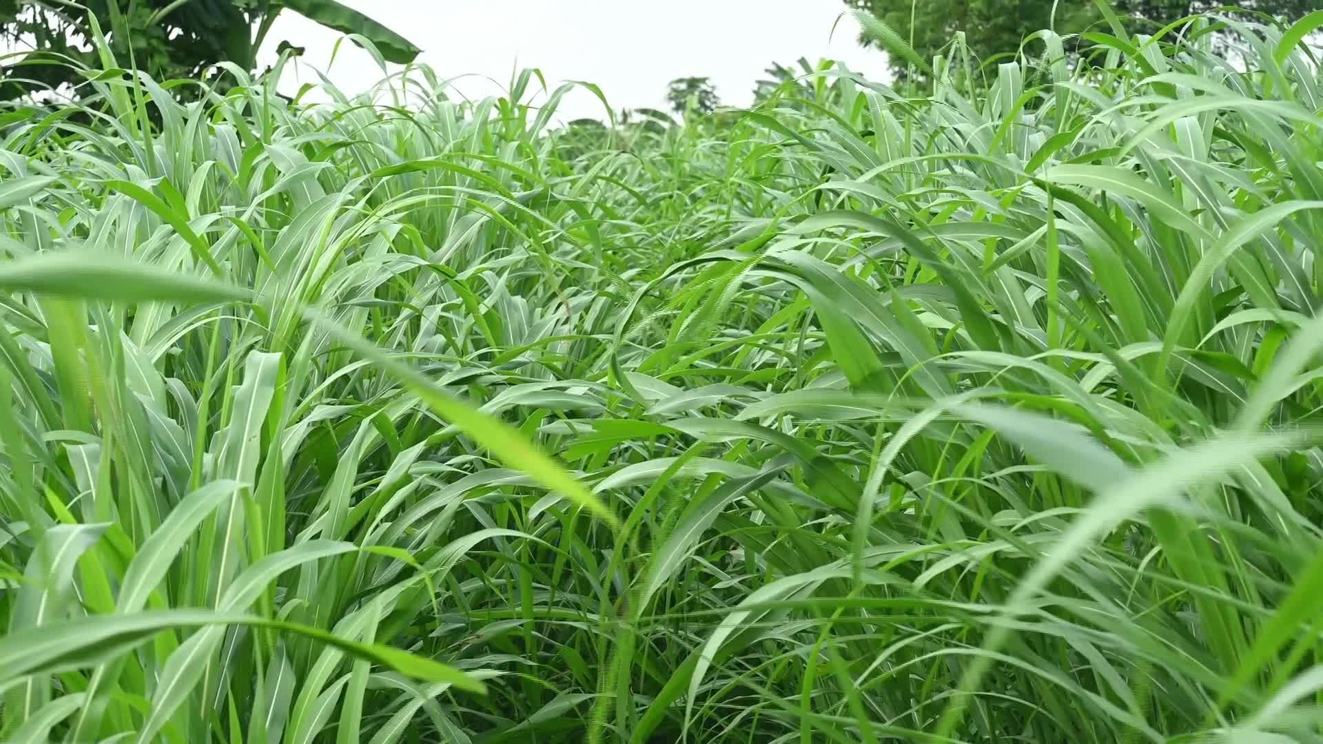 Gamagrass - Livestock forage and fodder crop - 08/26/2026