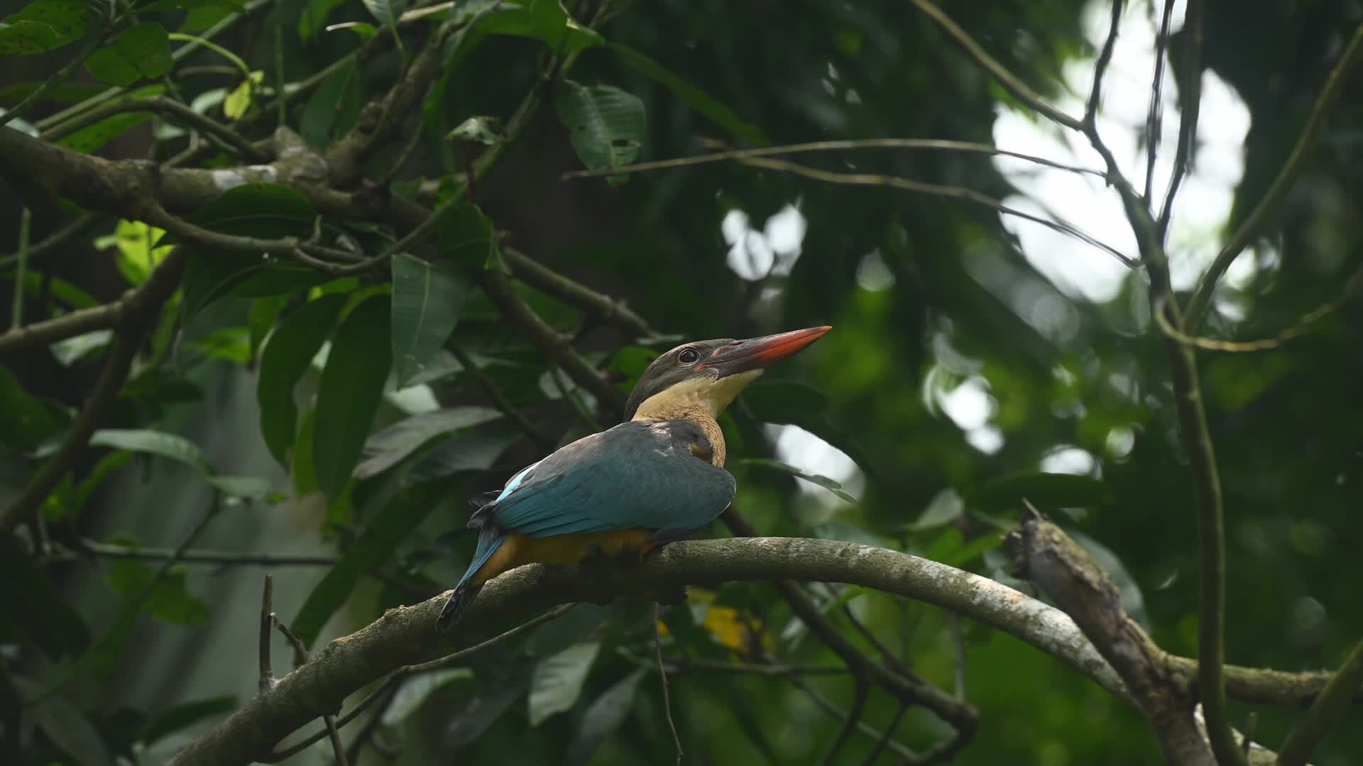 Stork-billed kingfisher (Pelargopsis capensis) - Kingfisher in india