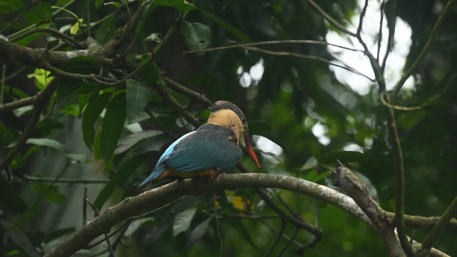 Stork-billed kingfisher (Pelargopsis capensis) - Kingfisher in india
