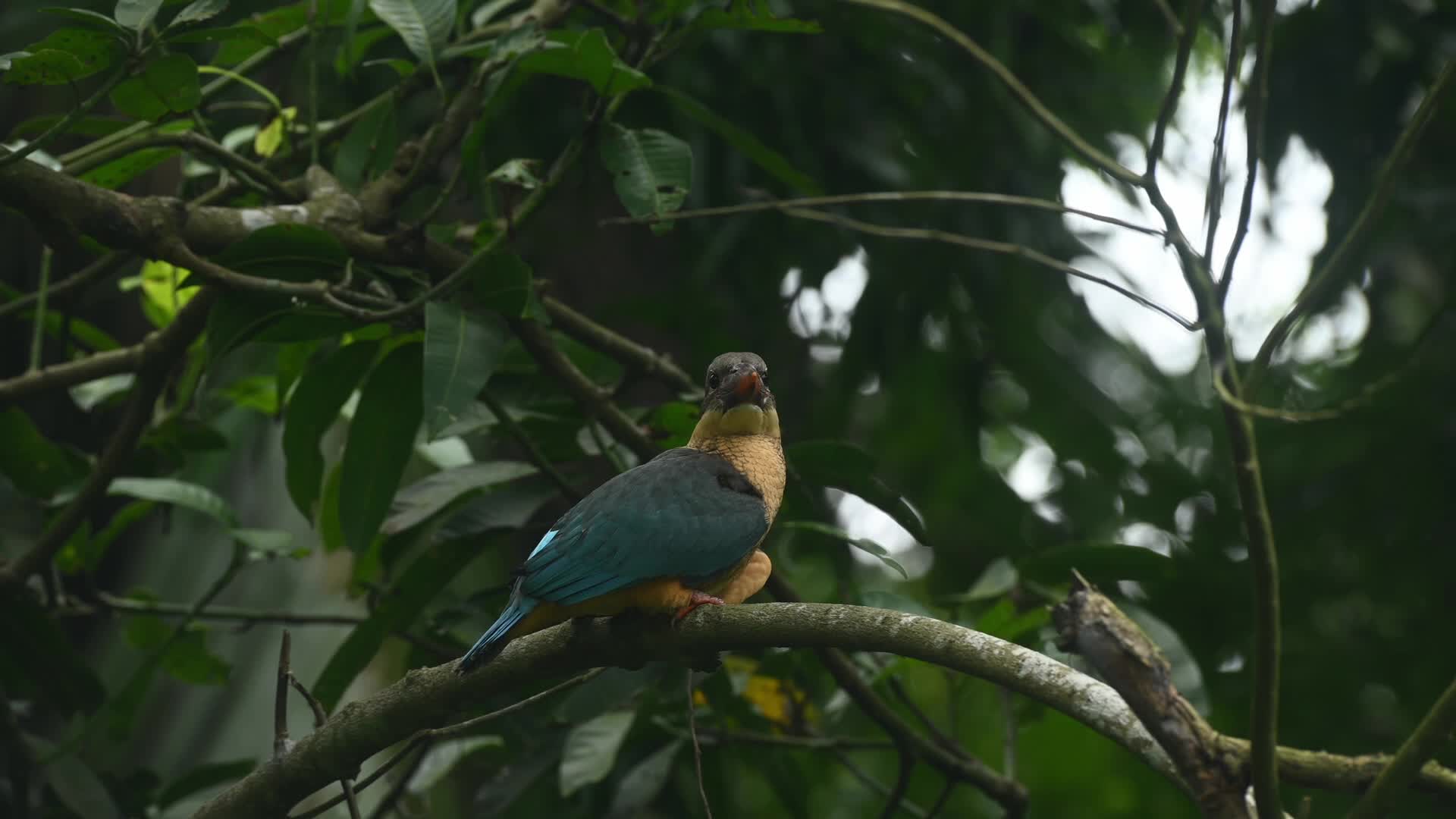 Stork-billed kingfisher (Pelargopsis capensis) - Kingfisher in india