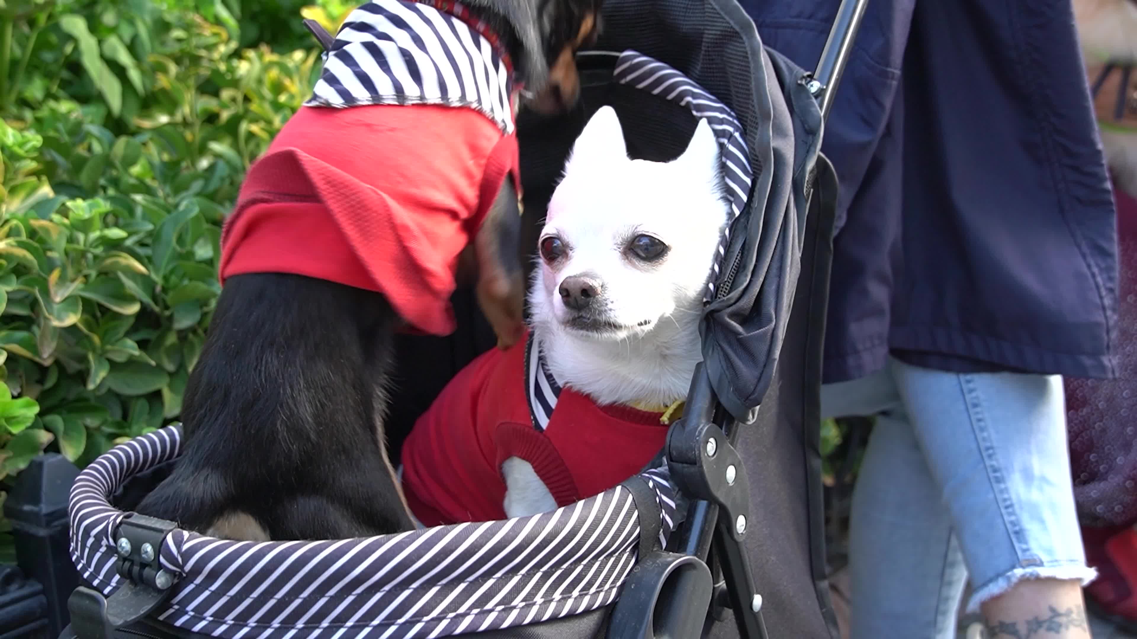 Paws Festival: Pet Contests and Adoption Event