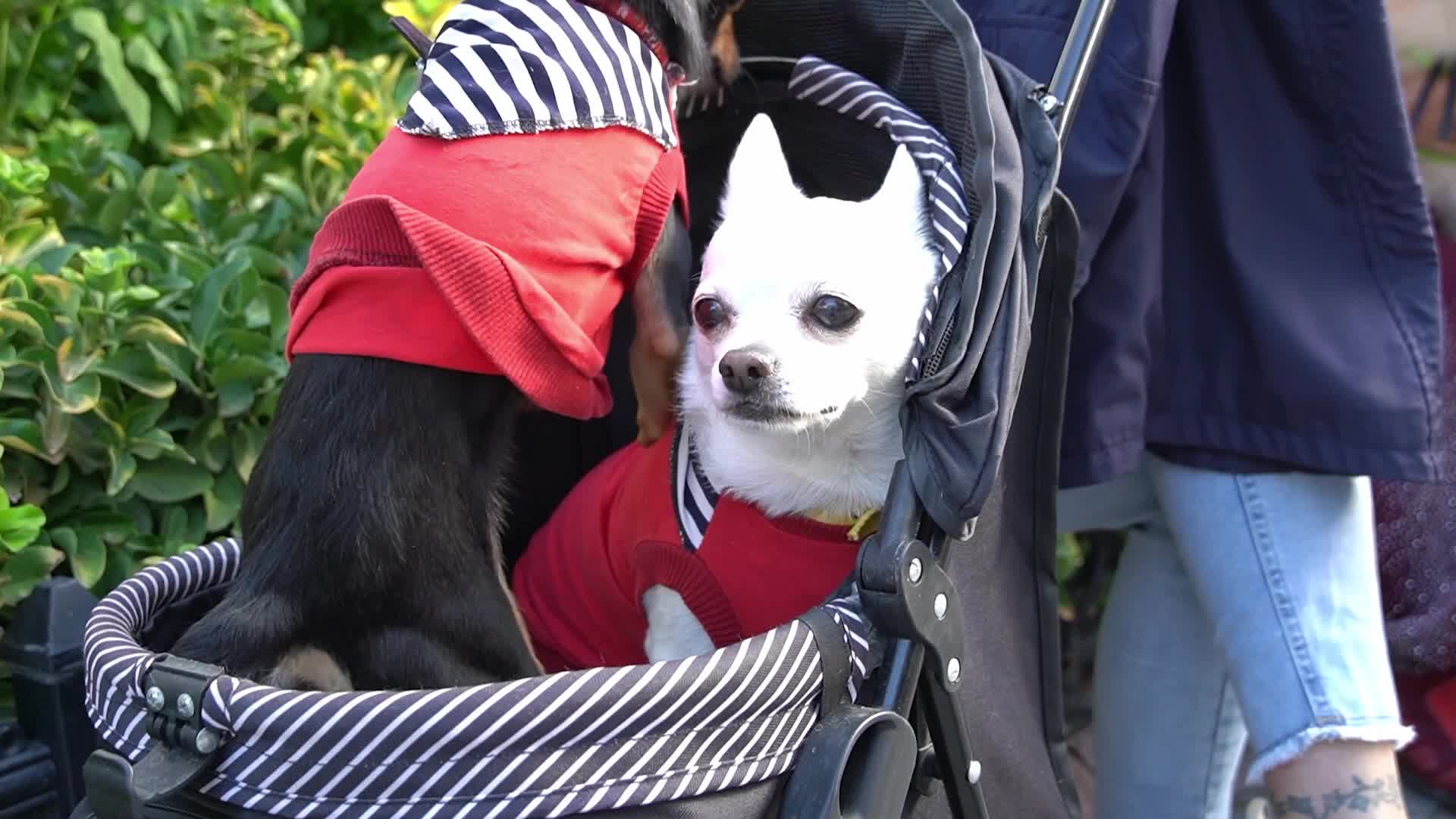 Paws Festival: Pet Contests and Adoption Event