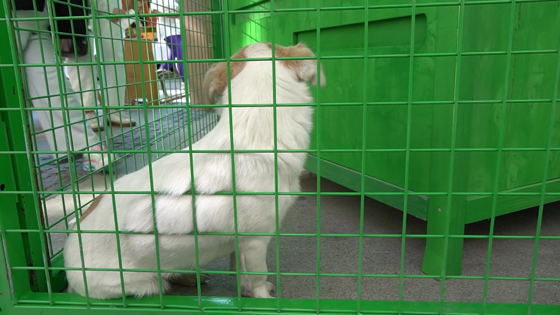Paws Festival: Pet Contests and Adoption Event