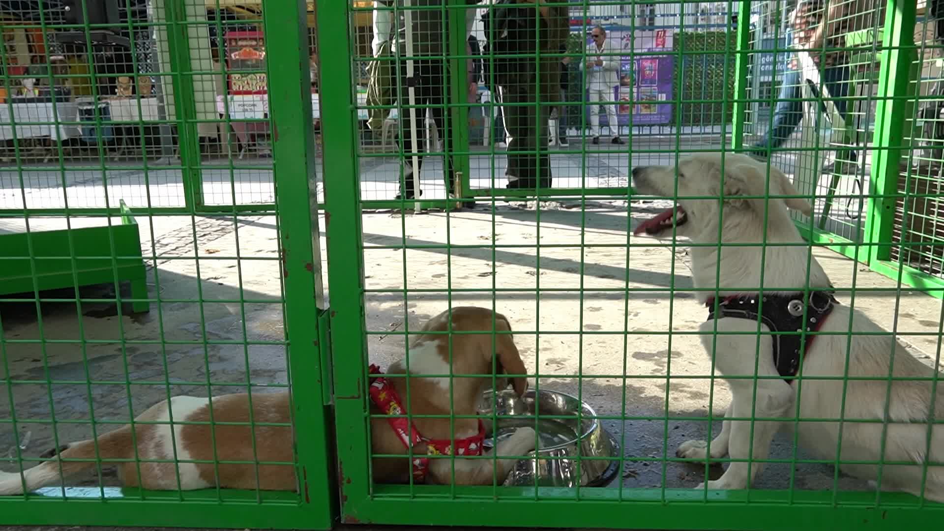 Paws Festival: Pet Contests and Adoption Event