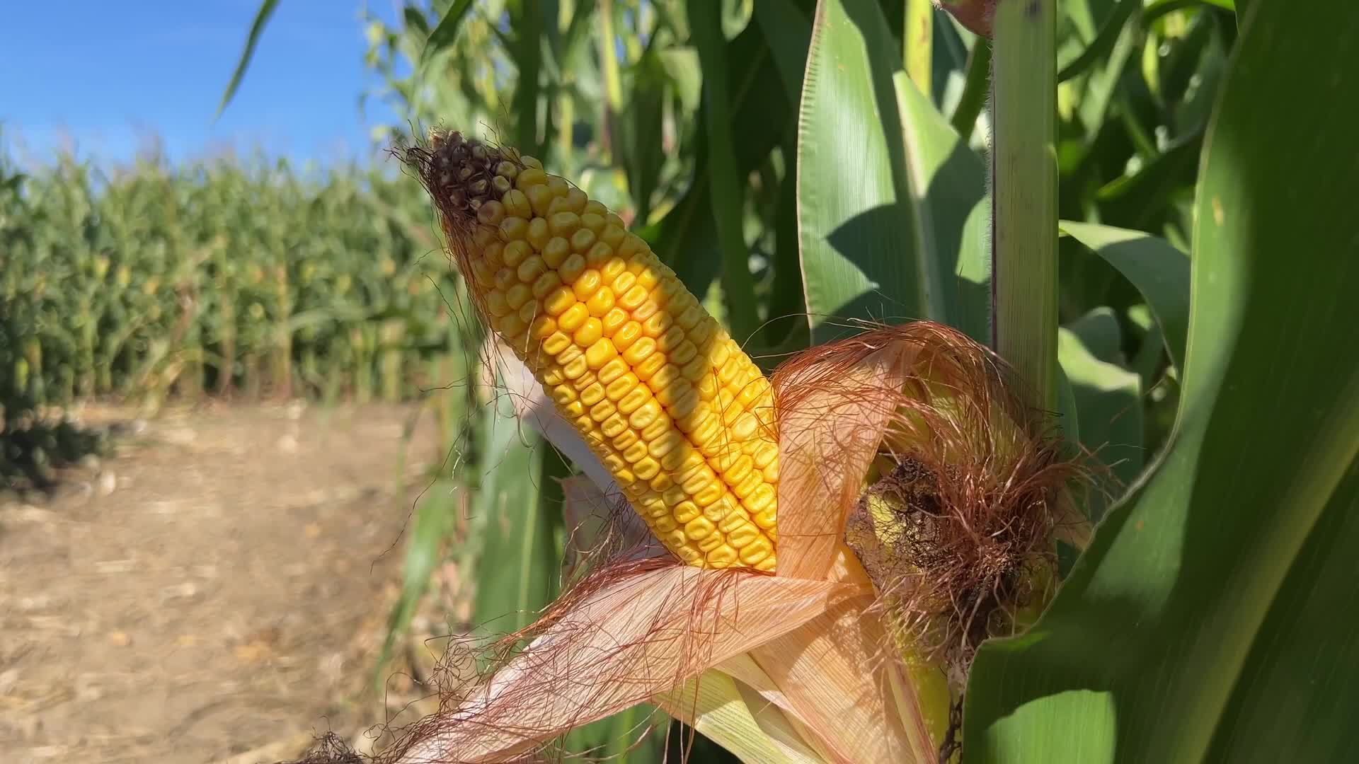 Agriculture in Canada - Corn