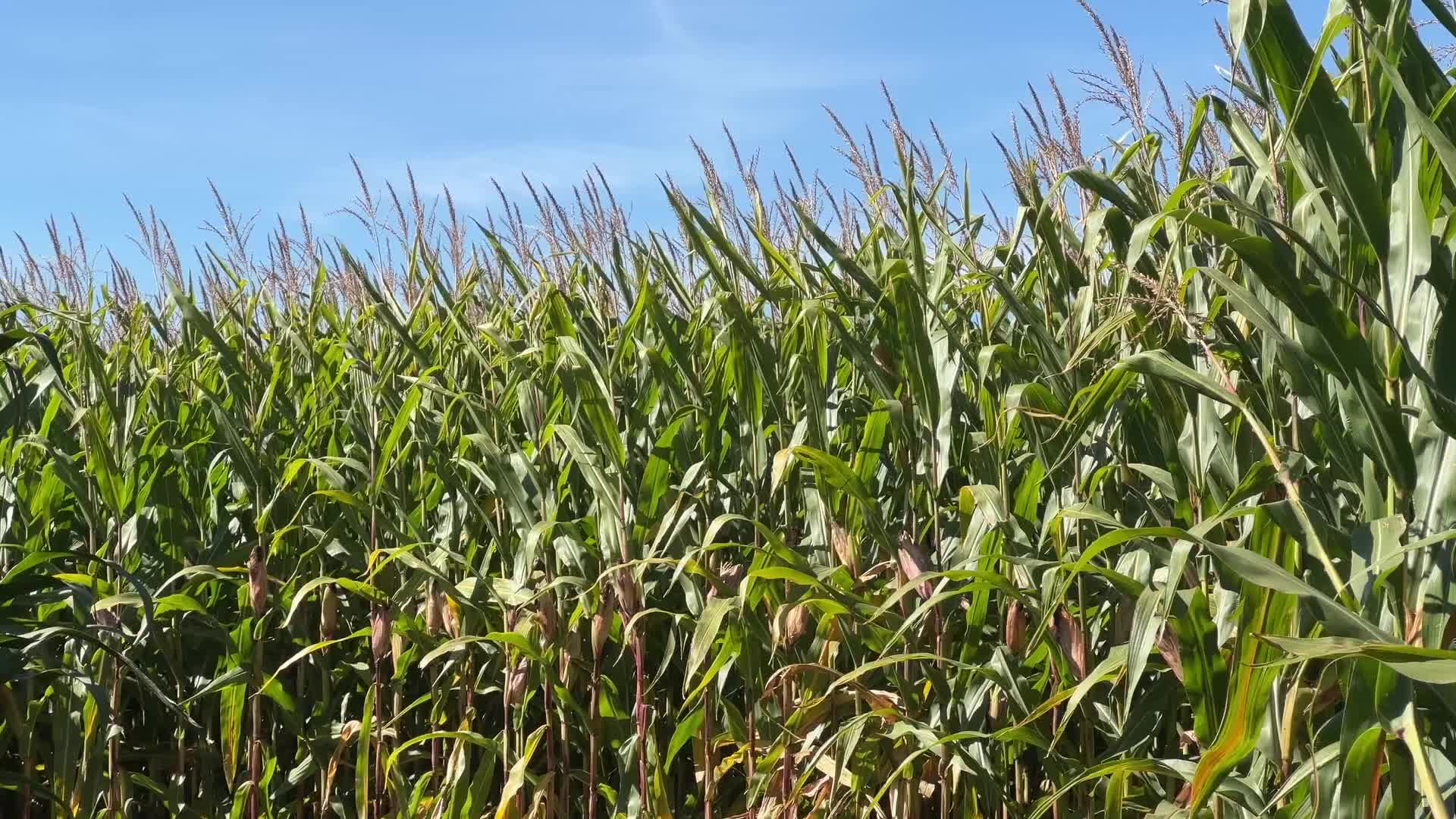 Agriculture in Canada - Corn