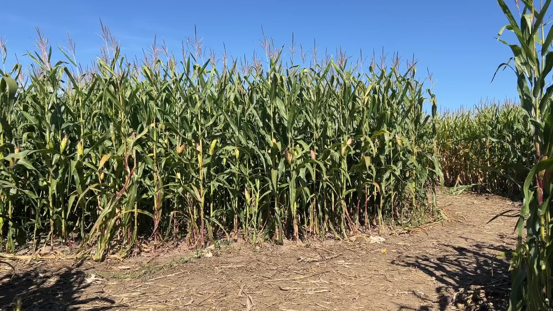 Agriculture in Canada - Corn