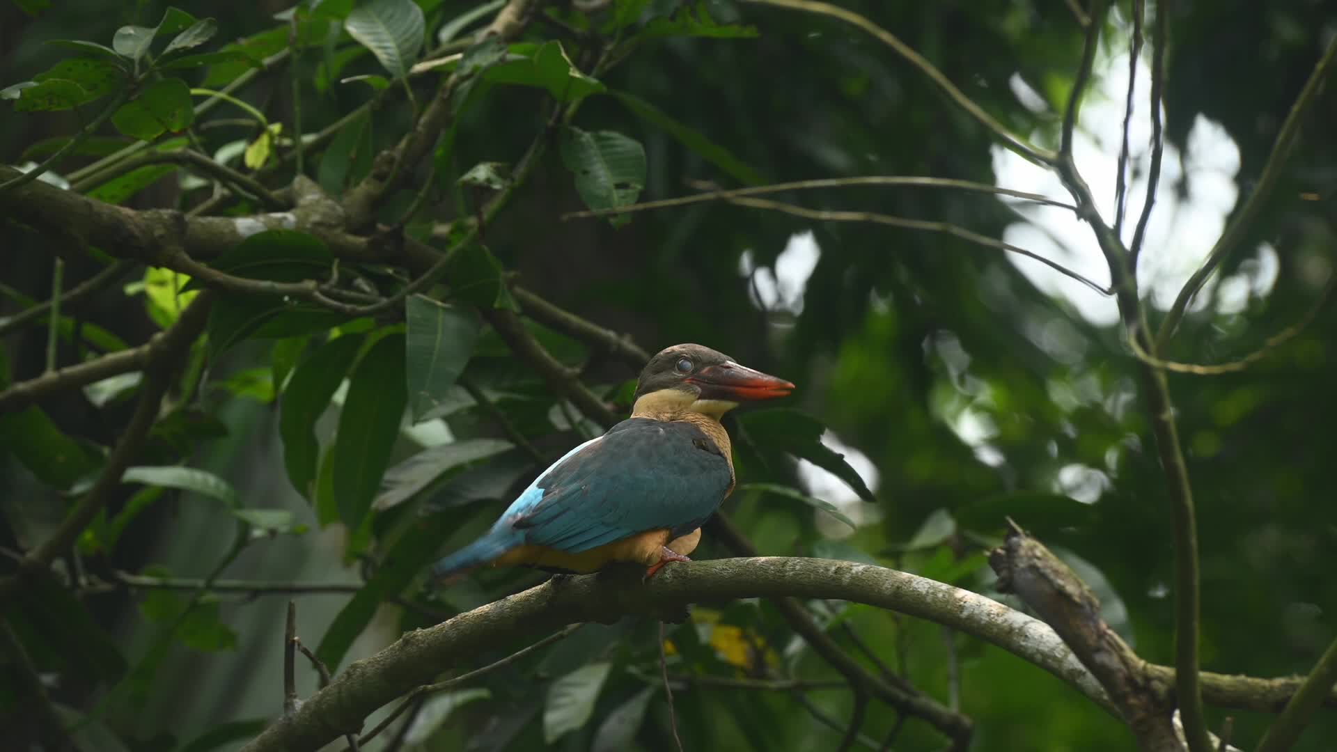 Stork-billed kingfisher (Pelargopsis capensis) - Kingfisher in india