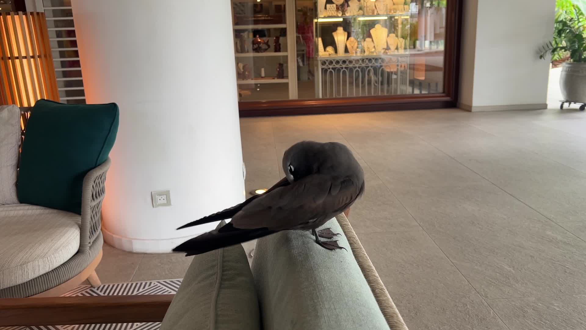 Brown Noddy