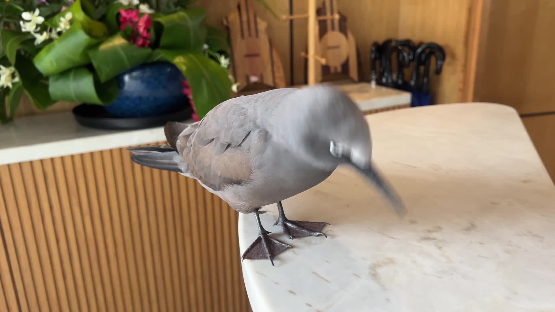 Brown Noddy