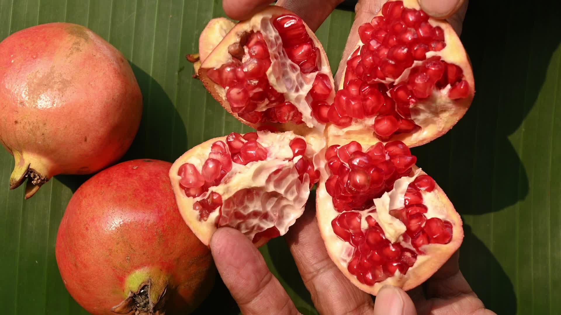 Anar Fruit - Pomegranate - Punica Granatum