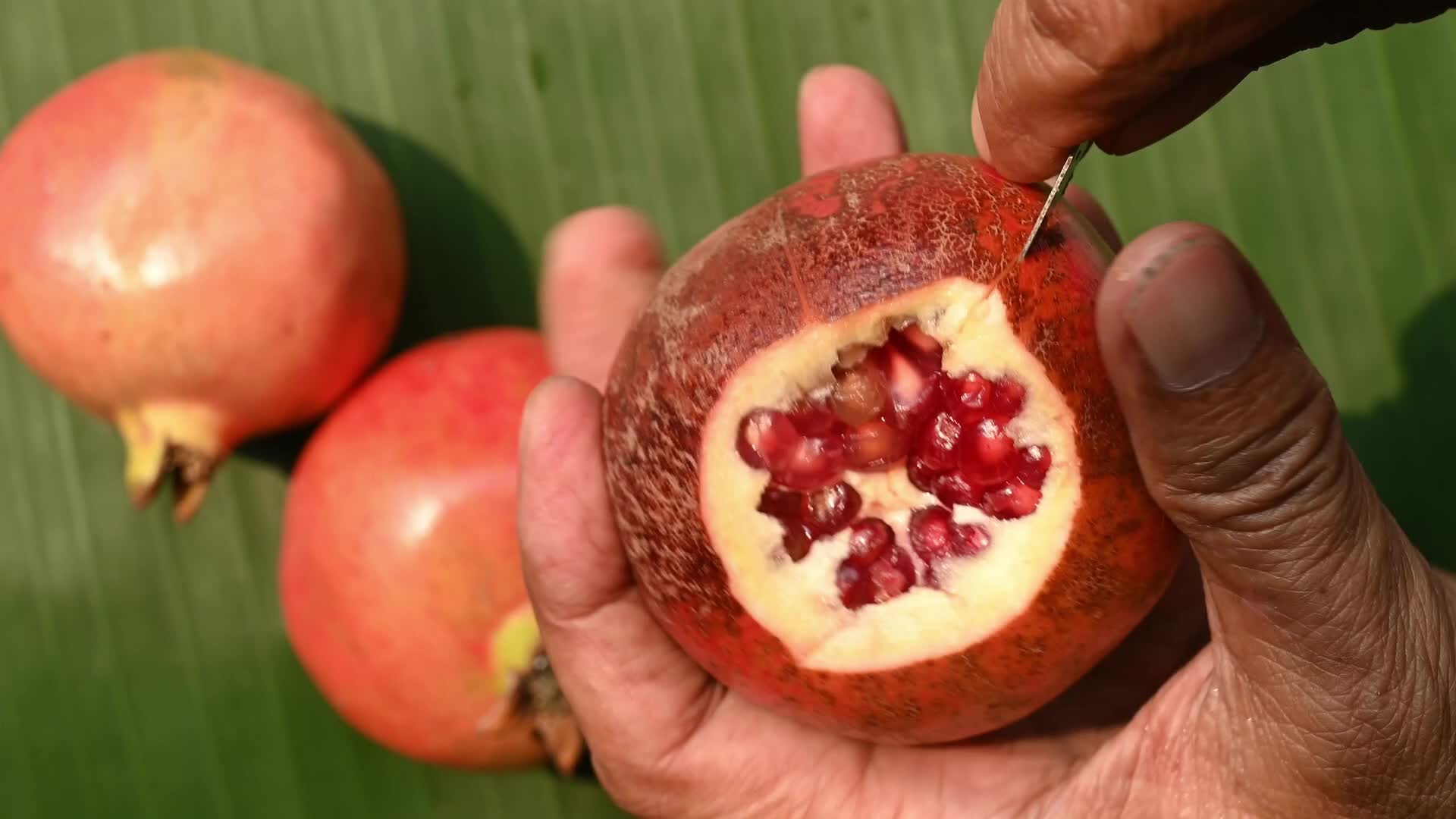 Anar Fruit - Pomegranate - Punica Granatum