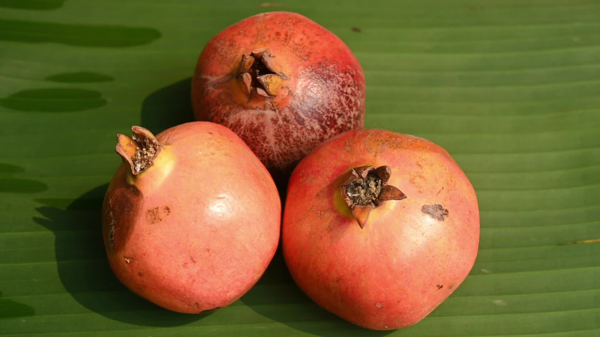 Anar Fruit - Pomegranate - Punica Granatum