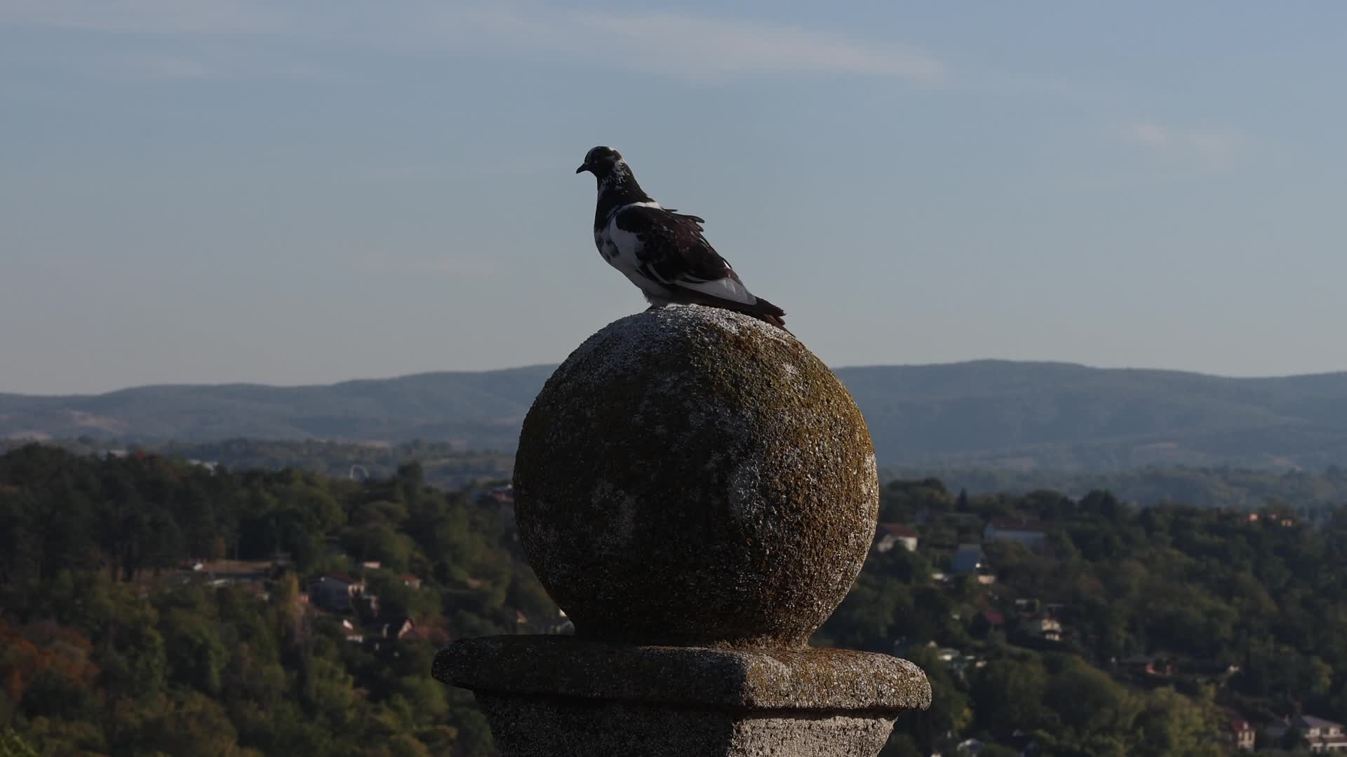 Pigeon in Serbia