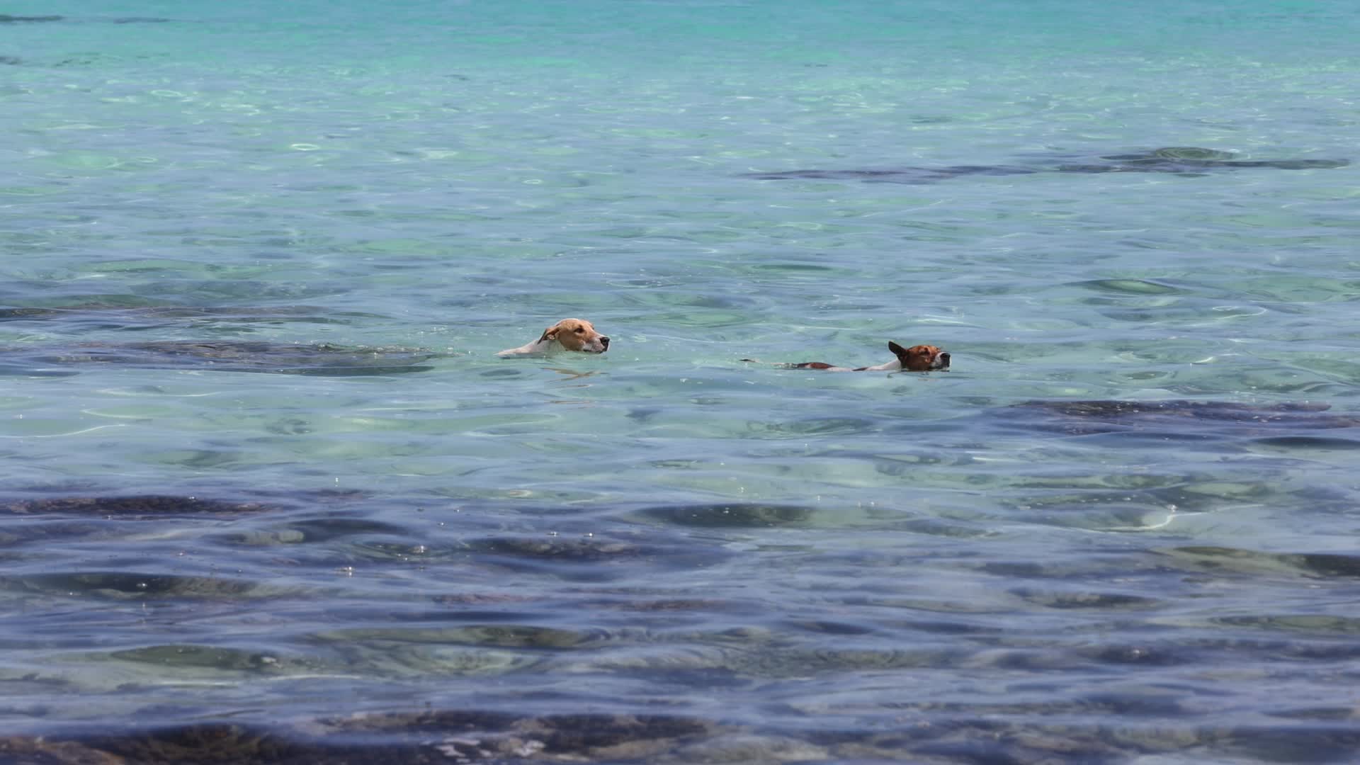 Local dogs cool off in the Rangiroa lagoon