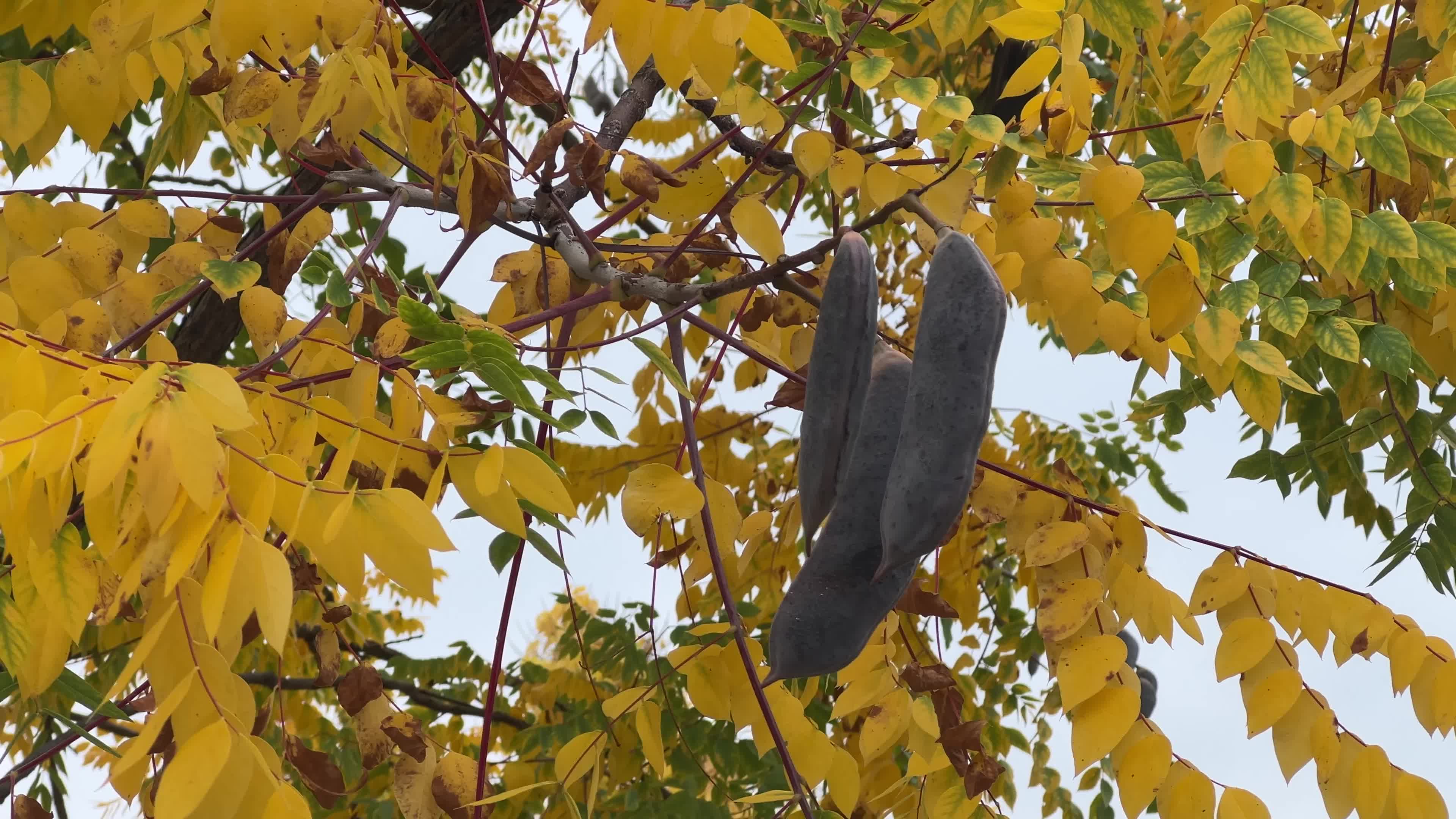 Leaves begin to change color during the autumn in Toronto