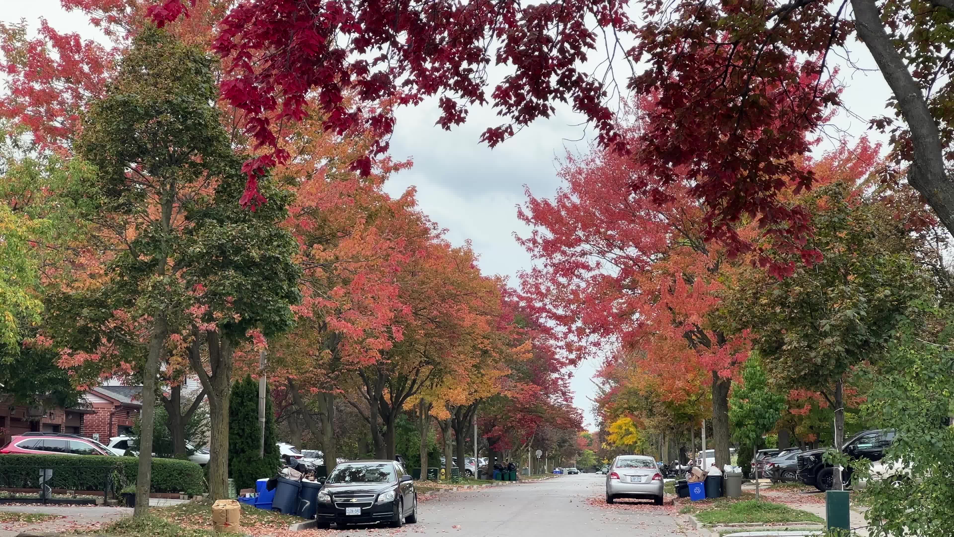 Leaves begin to change color during the autumn in Toronto