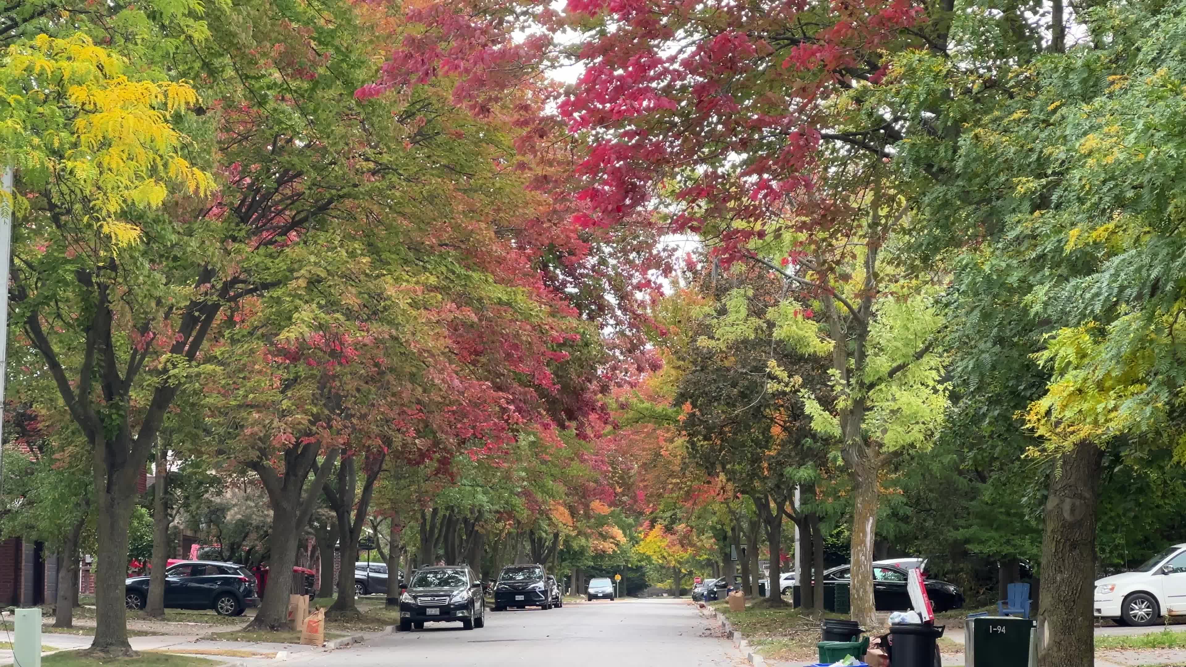 Leaves begin to change color during the autumn in Toronto