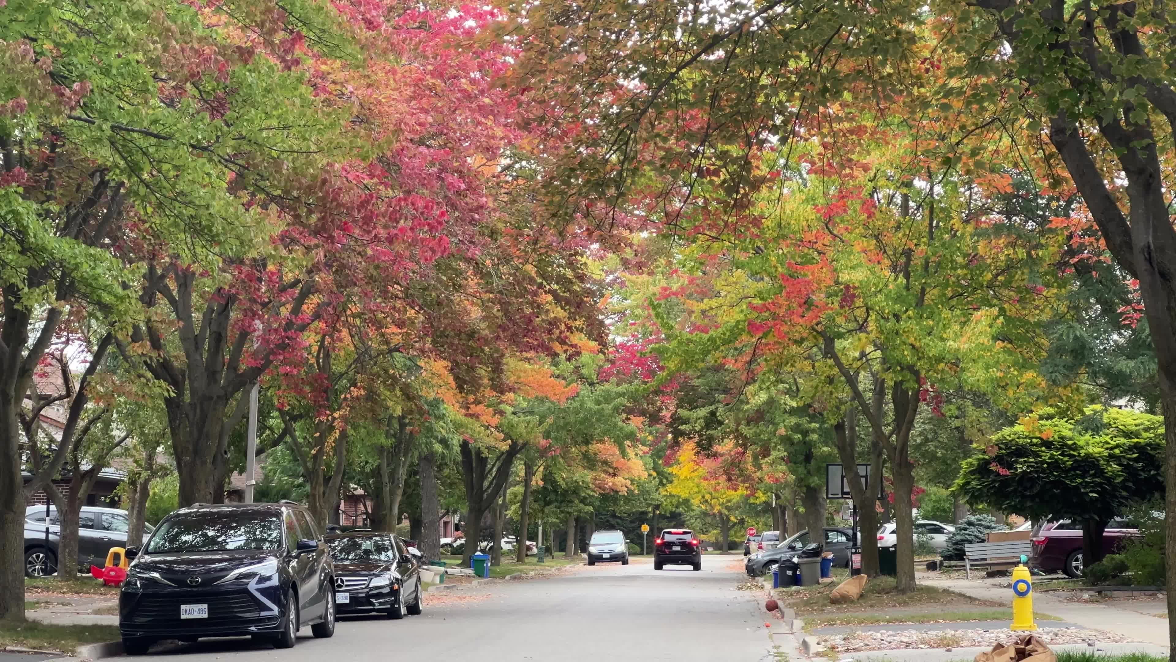 Leaves begin to change color during the autumn in Toronto