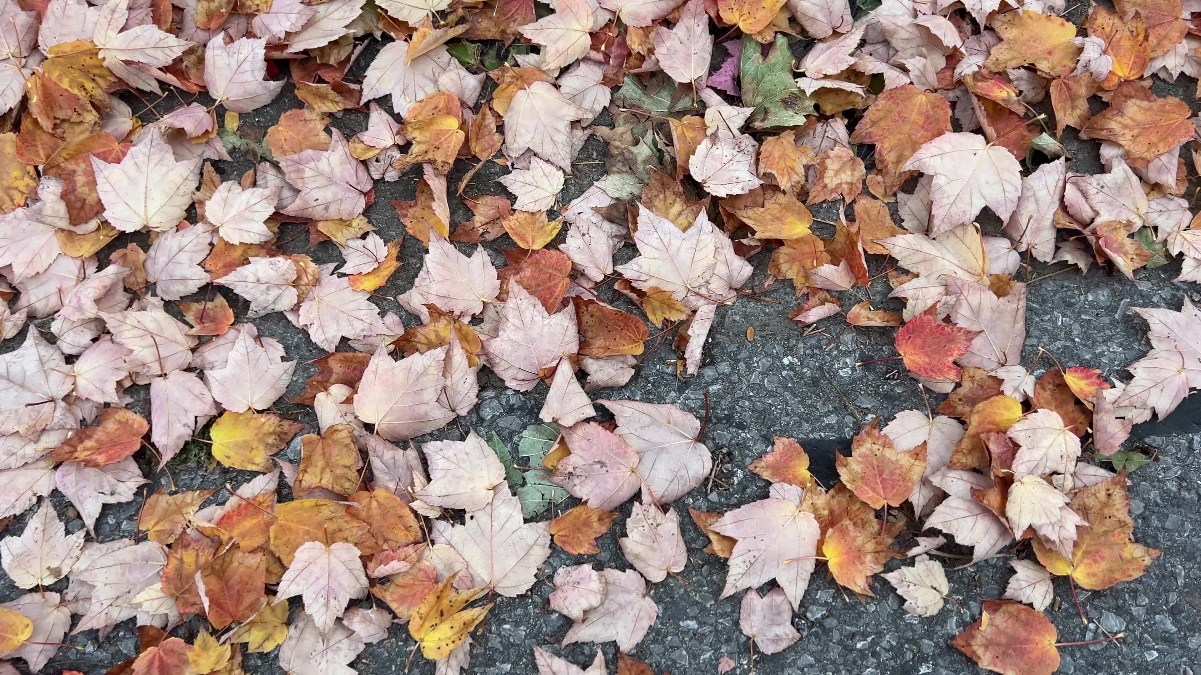 Leaves begin to change color during the autumn in Toronto