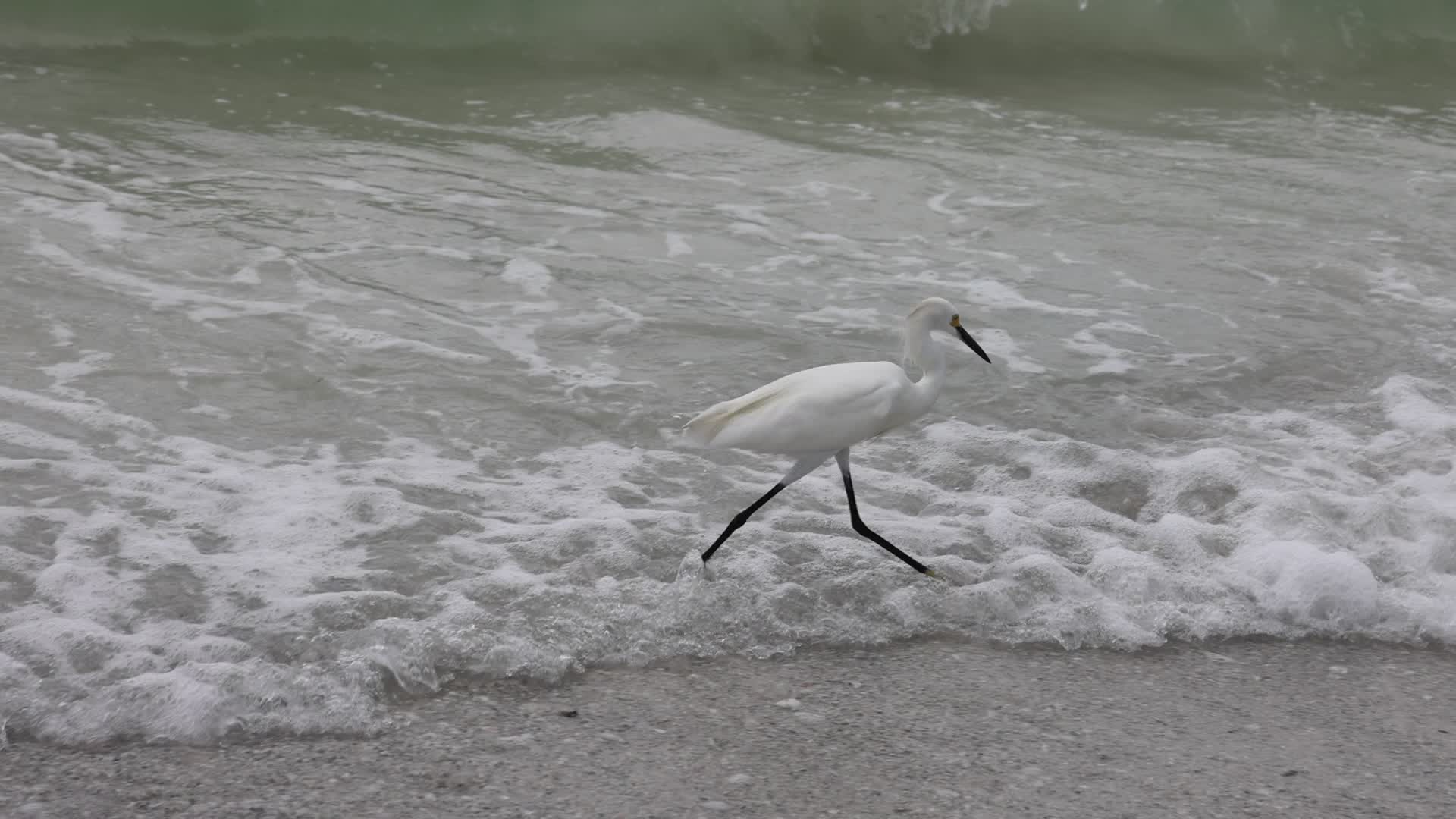 Snowy Egret