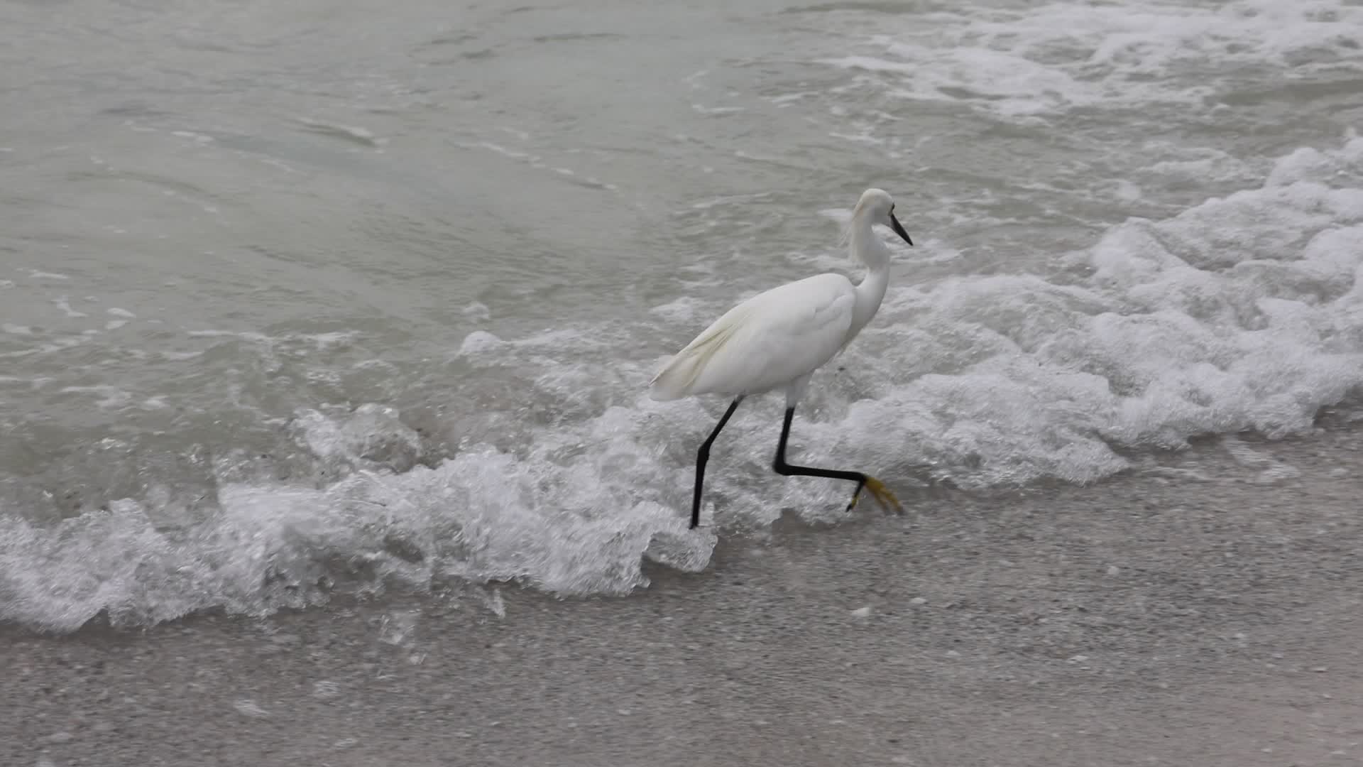 Snowy Egret