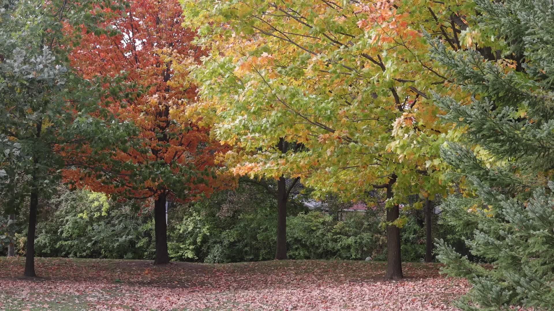 Colourful autumn leaves in Canada