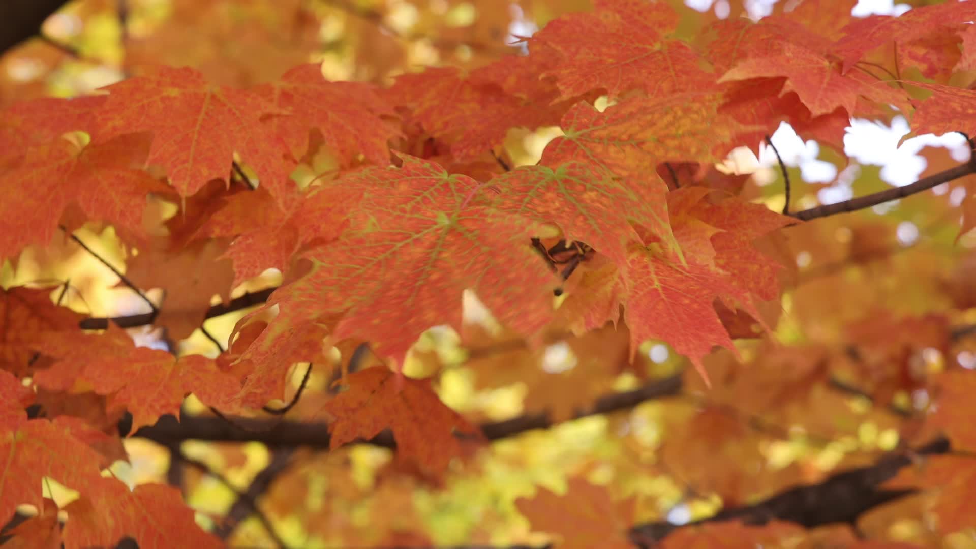 Colourful autumn leaves in Canada