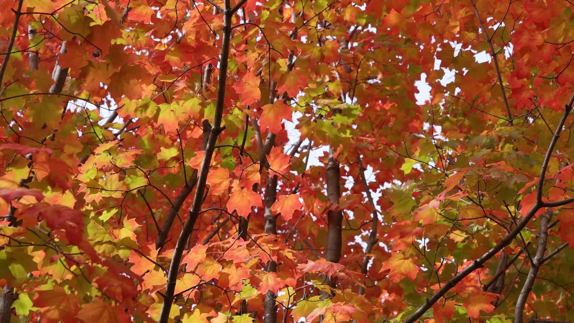 Colourful autumn leaves in Canada