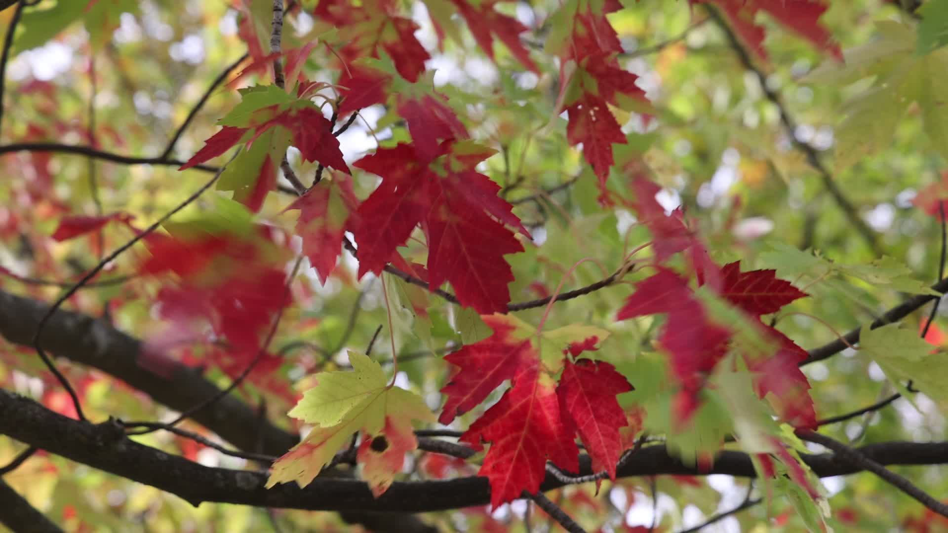 Colourful autumn leaves in Canada