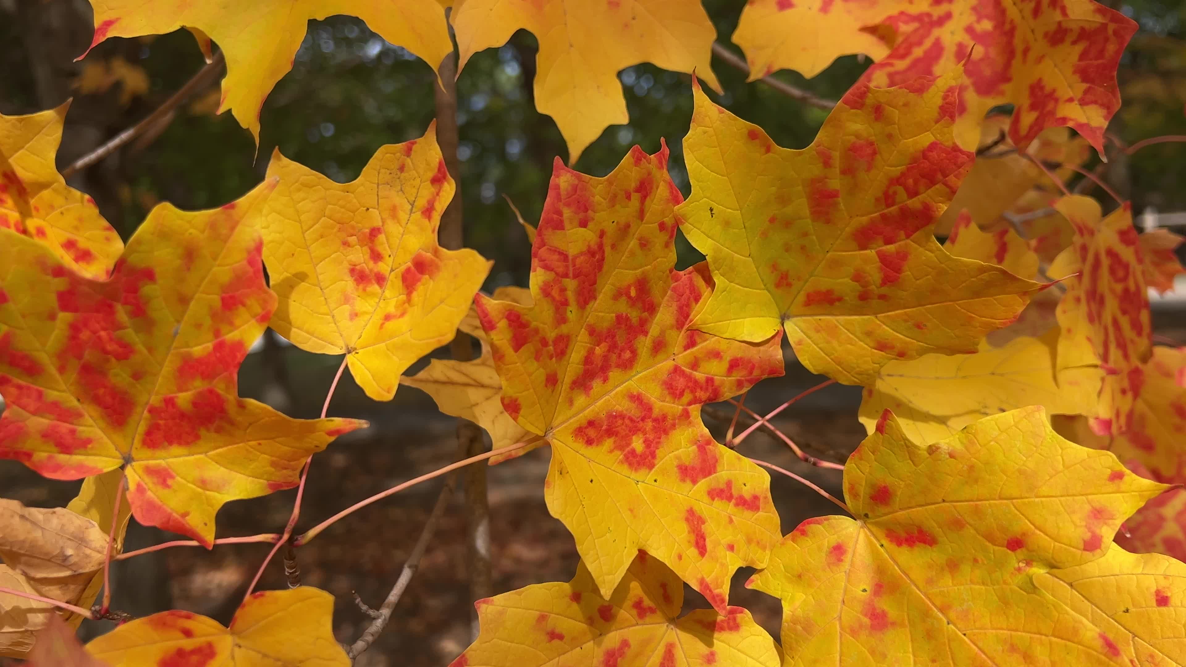 Colourful autumn leaves in Canada