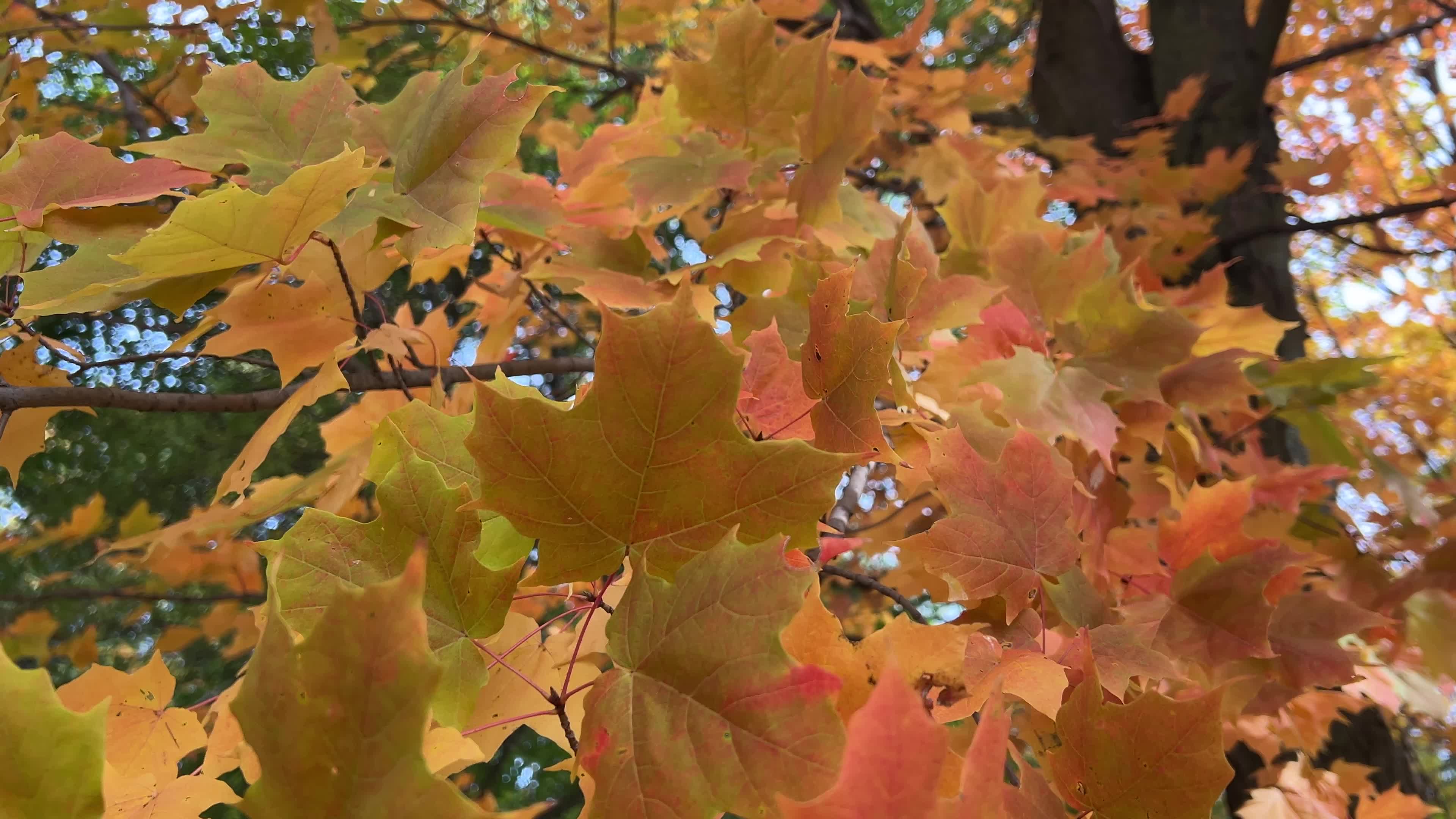 Colourful autumn leaves in Canada