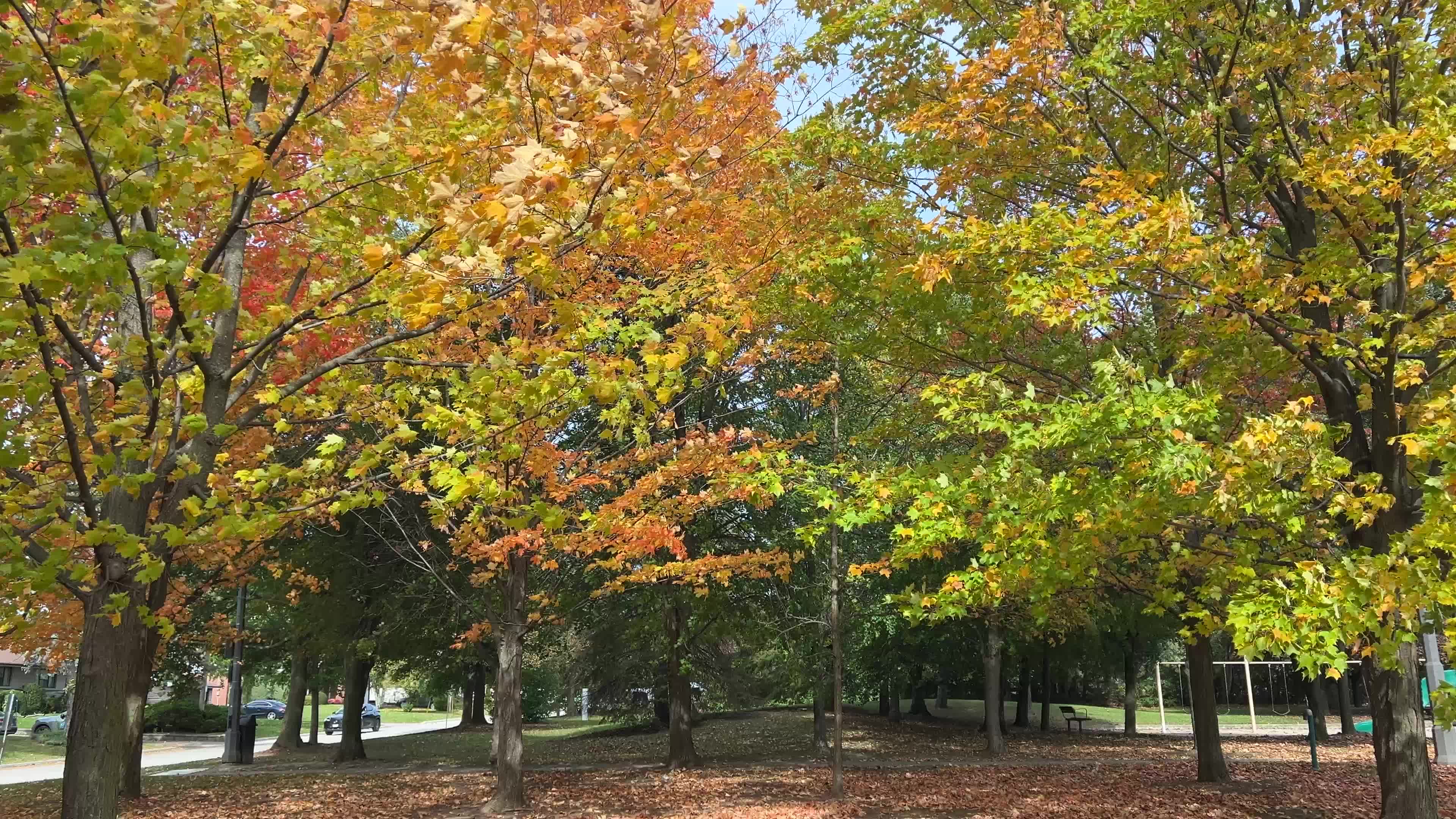Colourful autumn leaves in Canada