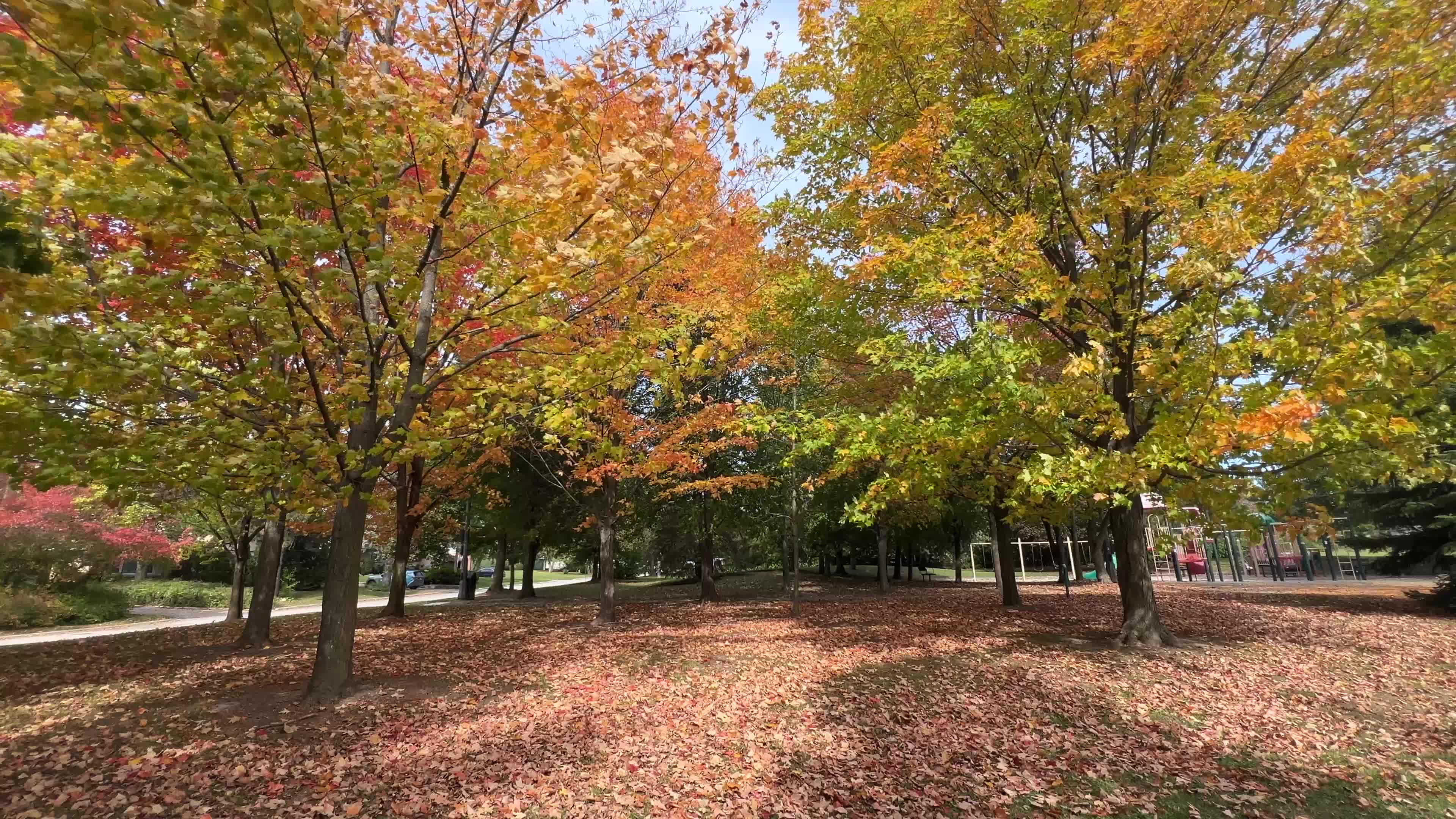 Colourful autumn leaves in Canada