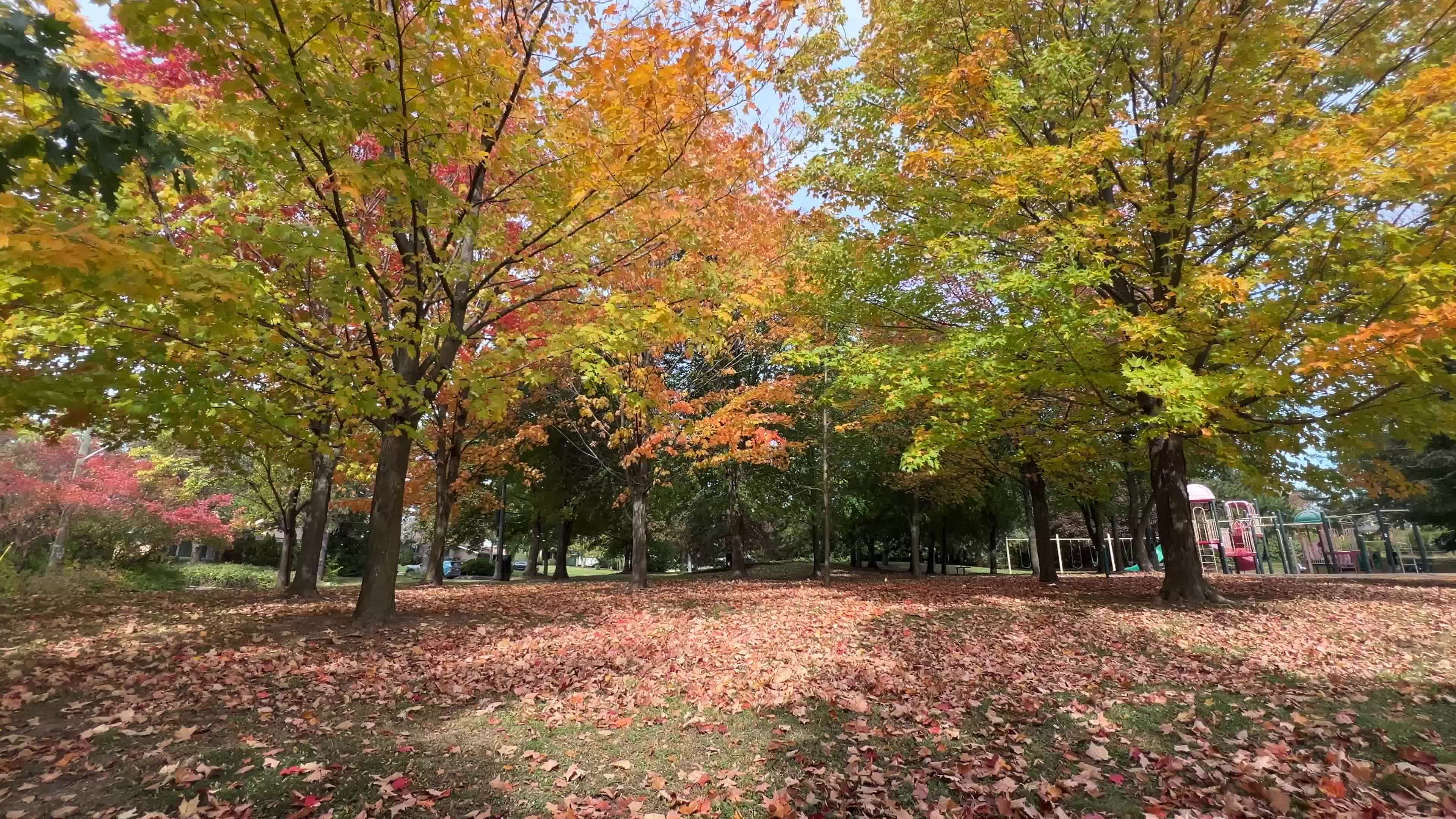 Colourful autumn leaves in Canada