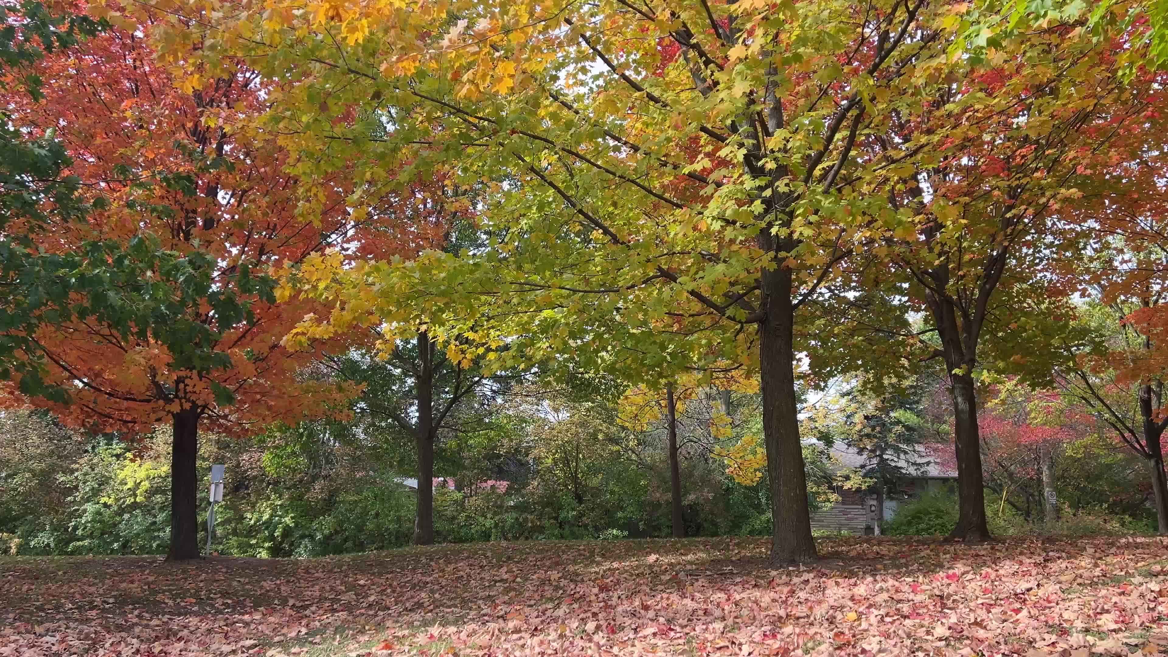Colourful autumn leaves in Canada