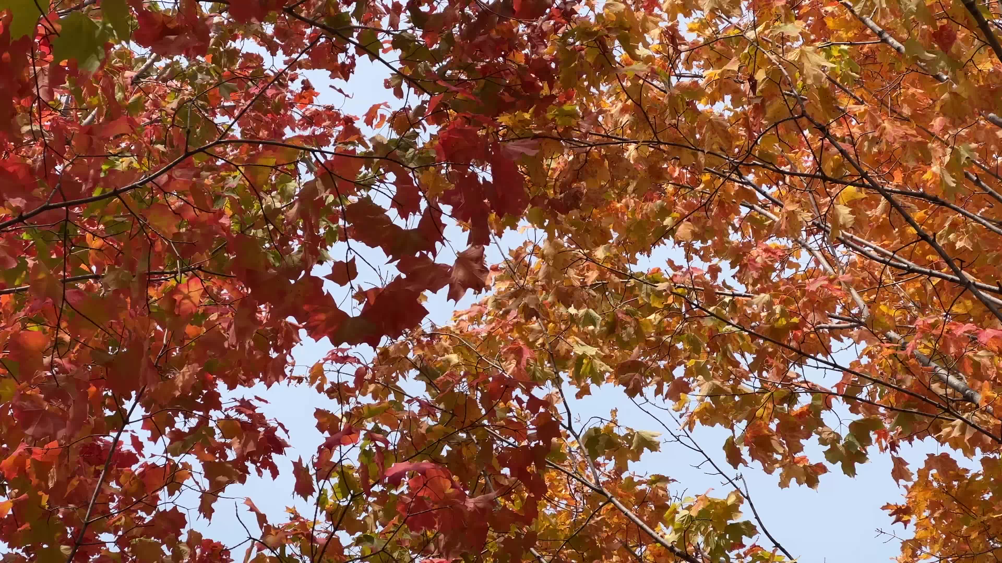 Colourful autumn leaves in Canada