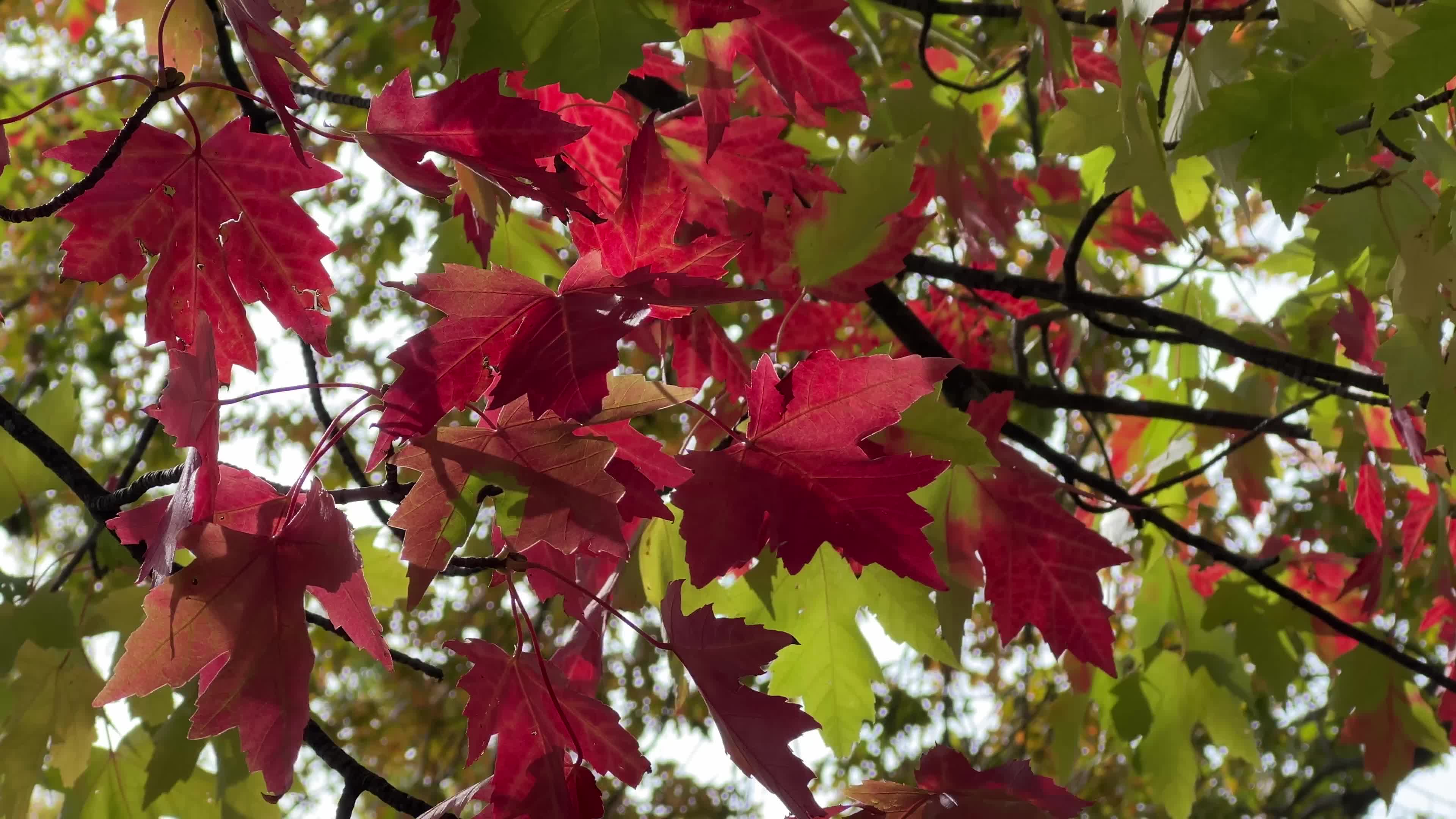 Colourful autumn leaves in Canada