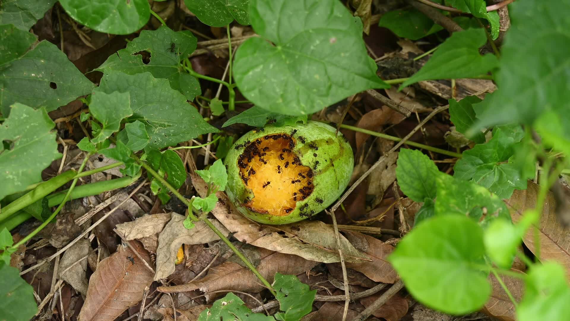Mango Orchards - Insect - Pests