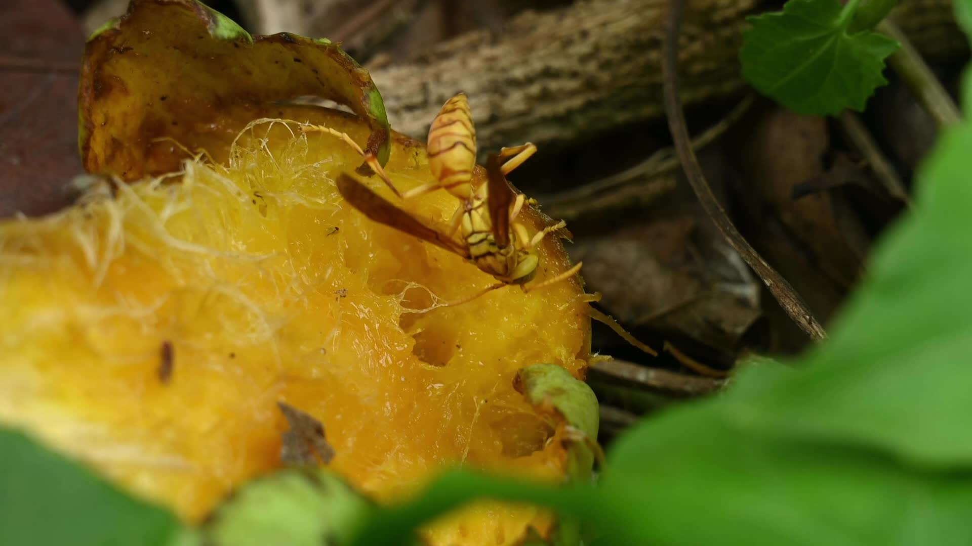 Mango Orchards - Insect - Pests