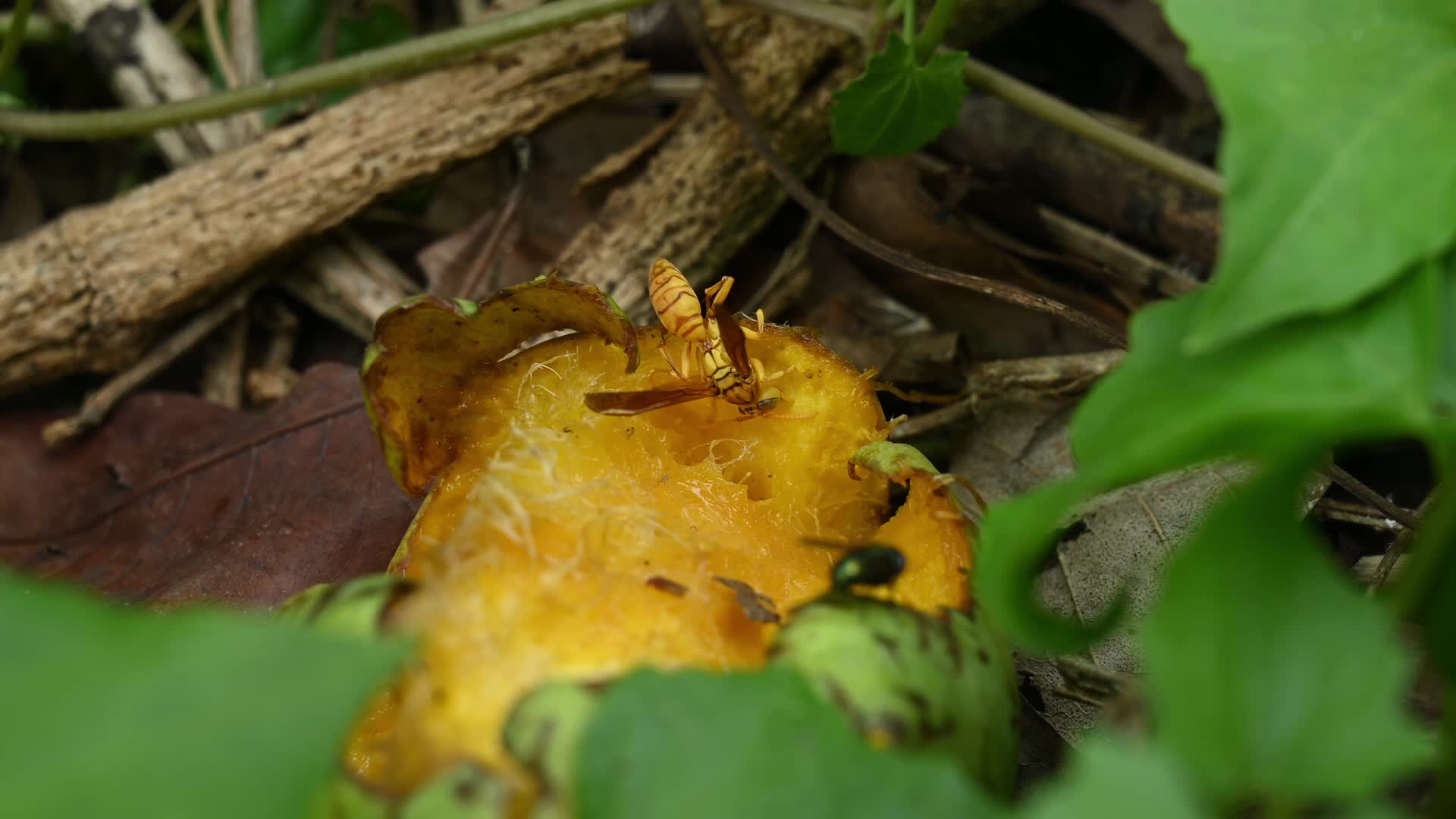 Mango Orchards - Insect - Pests