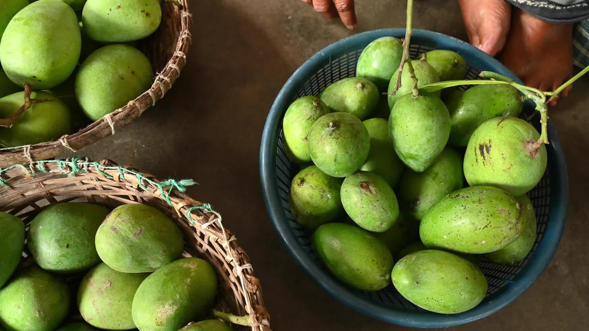 Indian Mango - Mango Export