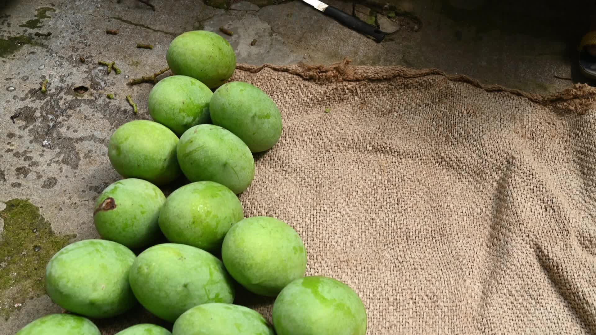 Indian Mango - Mango Export