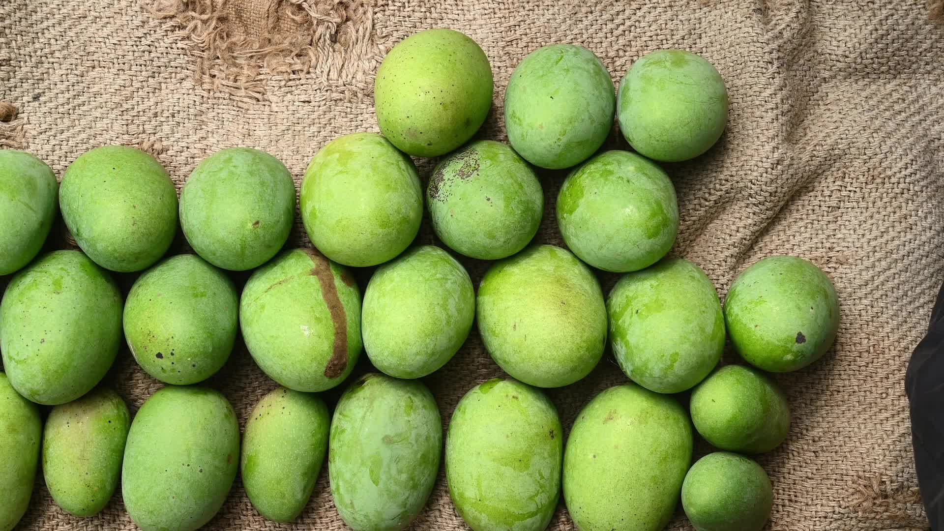 Indian Mango - Mango Export