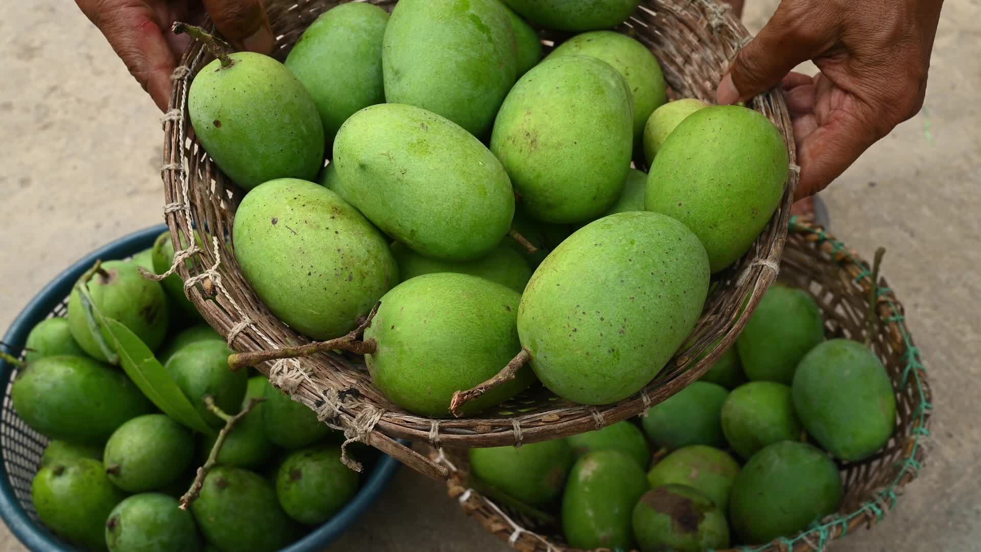 Indian Mango - Mango Export