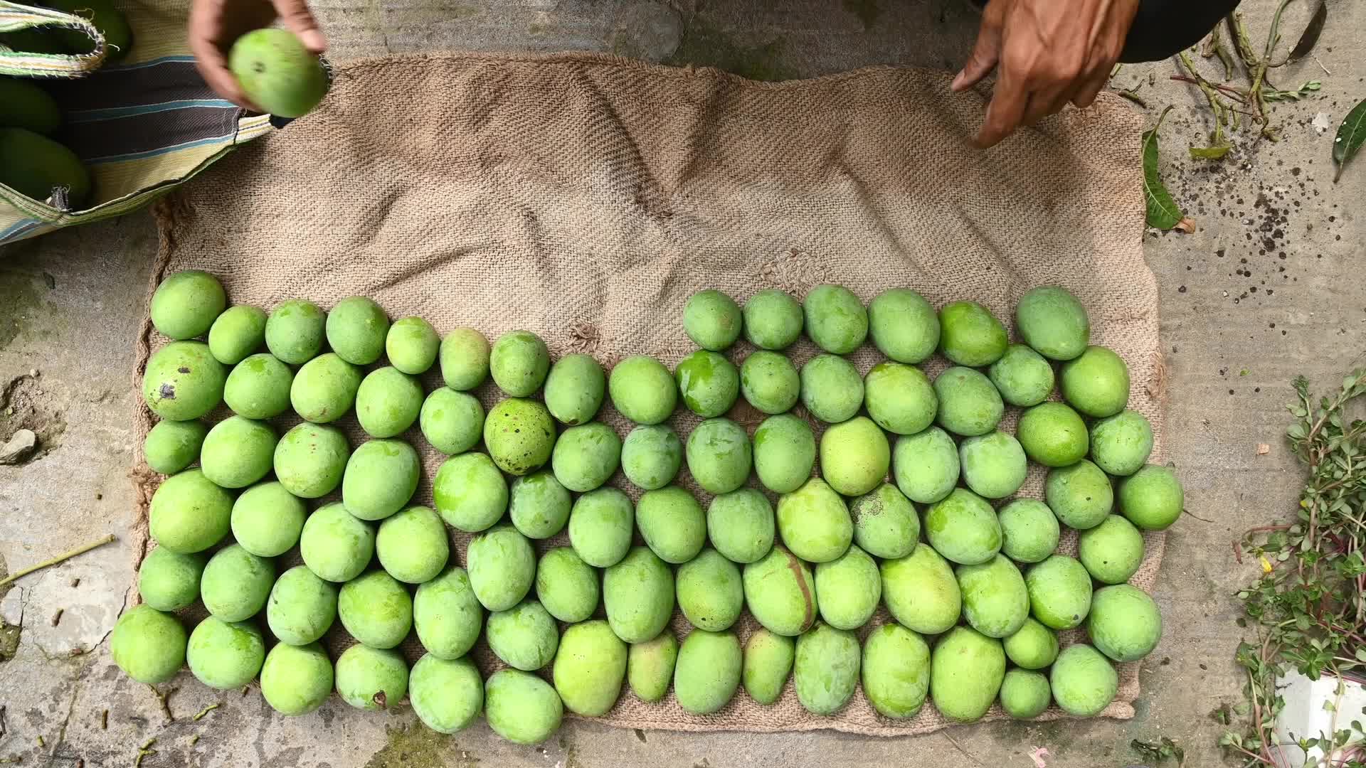 Indian Mango - Mango Export