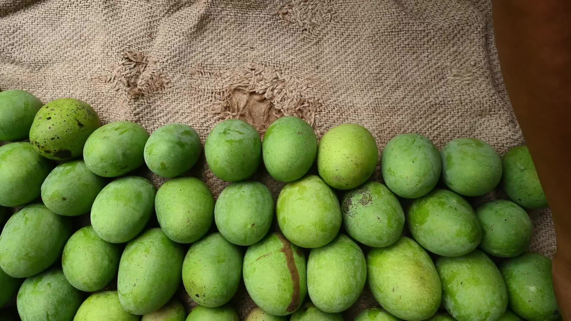 Indian Mango - Mango Export